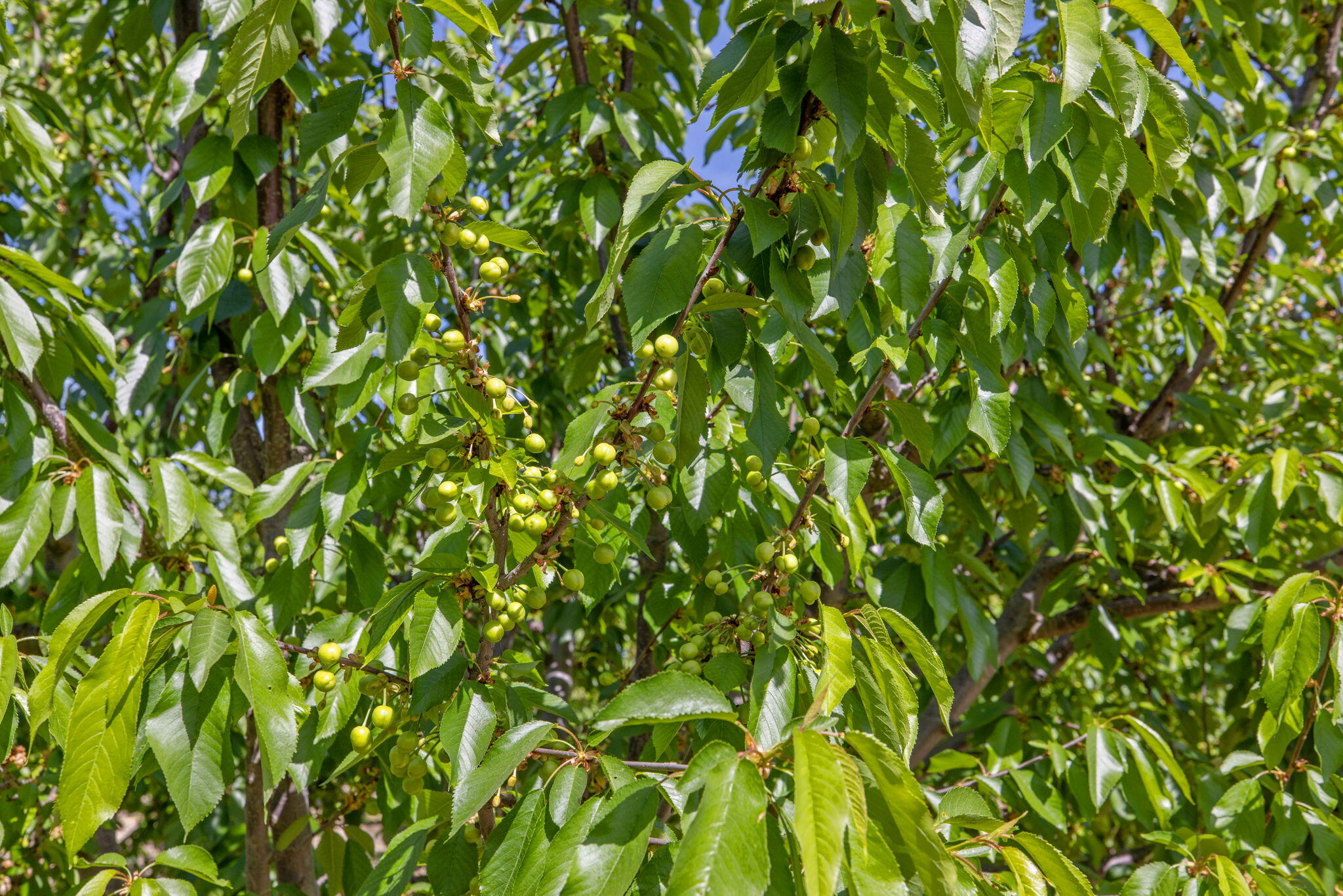 0 W Hanford Armona Rd, Lemoore, CA 93245