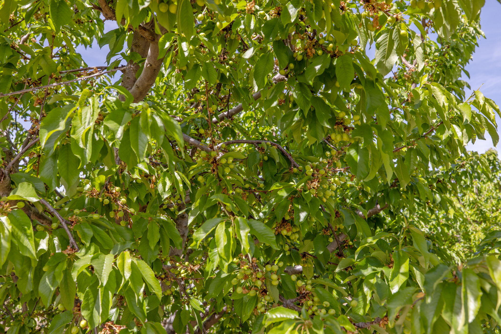 0 W Hanford Armona Rd, Lemoore, CA 93245