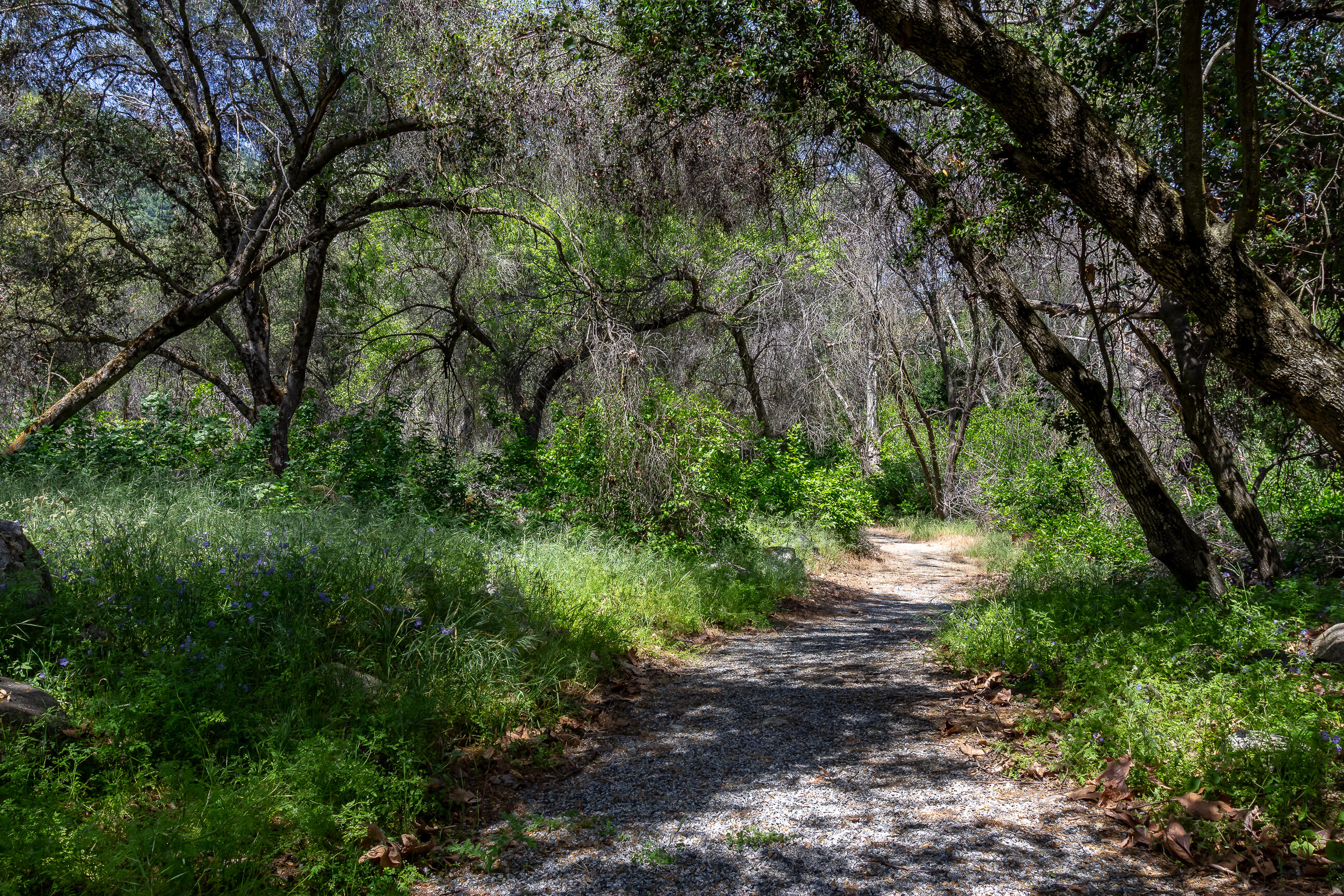 43195 S Fork Dr, Three Rivers, CA 93271