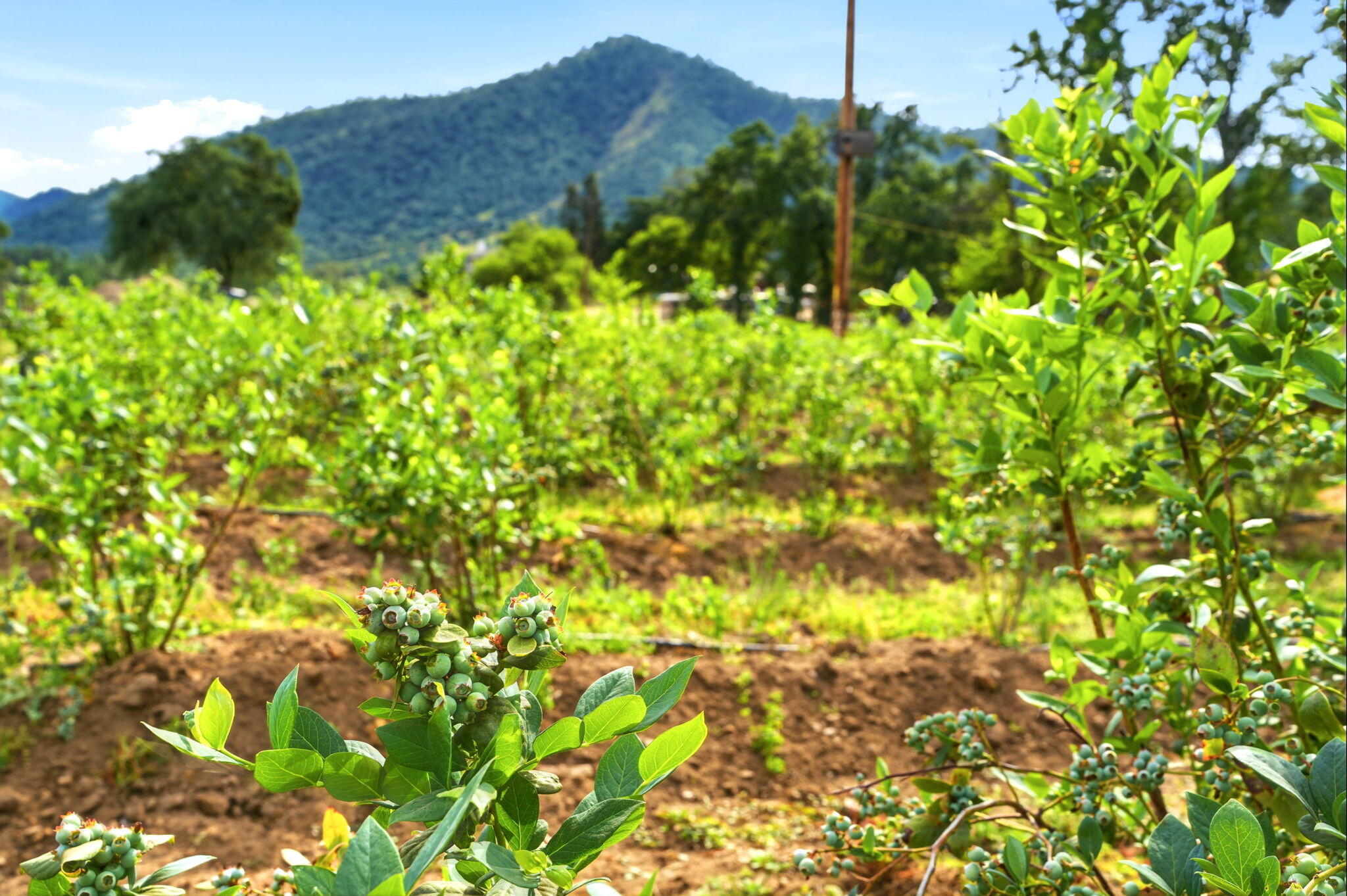 39348 Dunlap Rd, Yokuts Valley, CA 93675