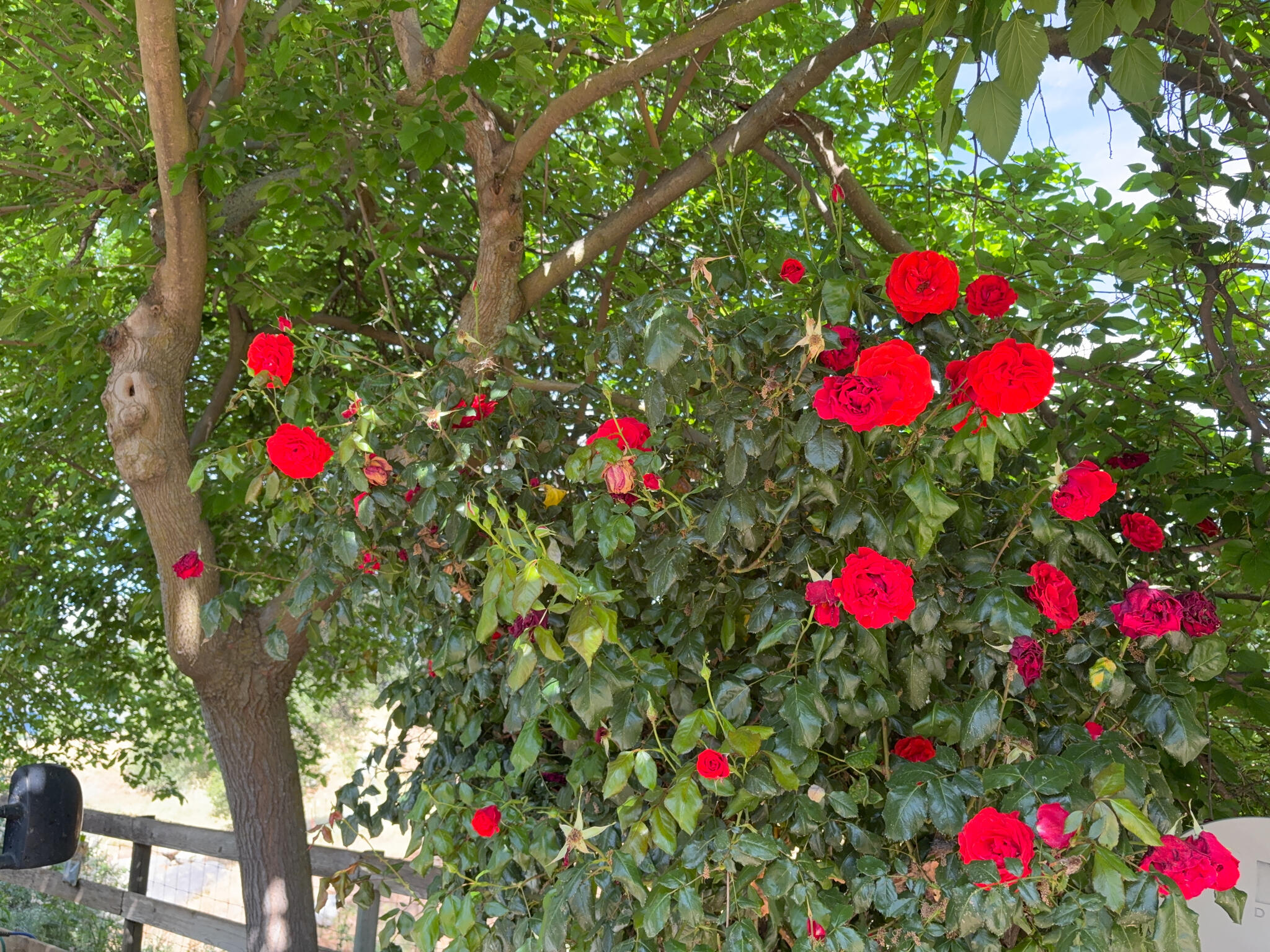 39569 Clover Ln, Yokuts Valley, CA 93675