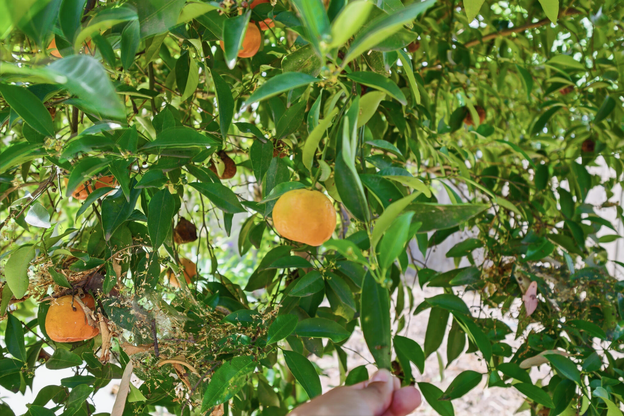 628 N G St, Porterville, CA 93257