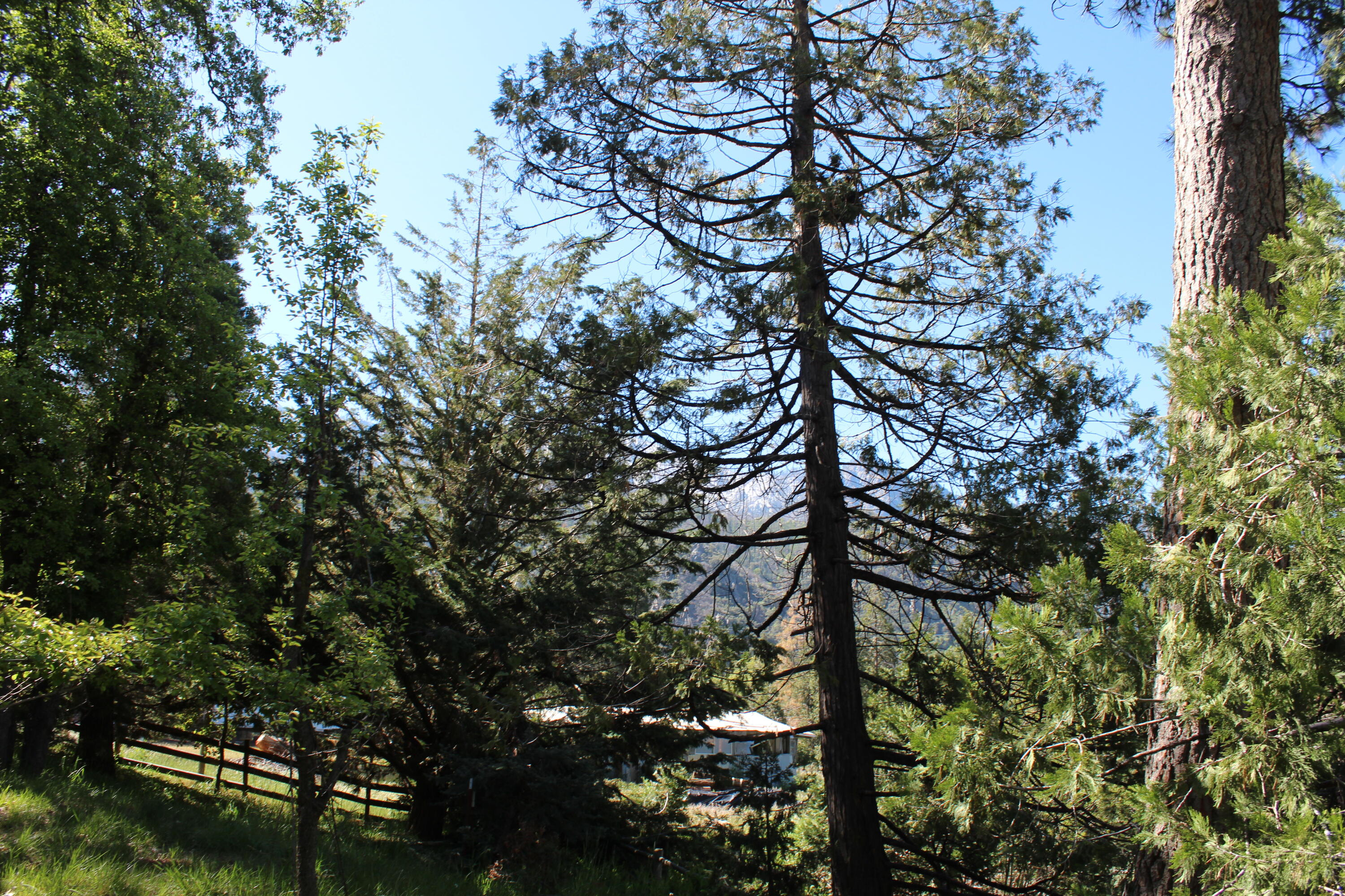 315 Grandview Dr, Springville, CA 93265