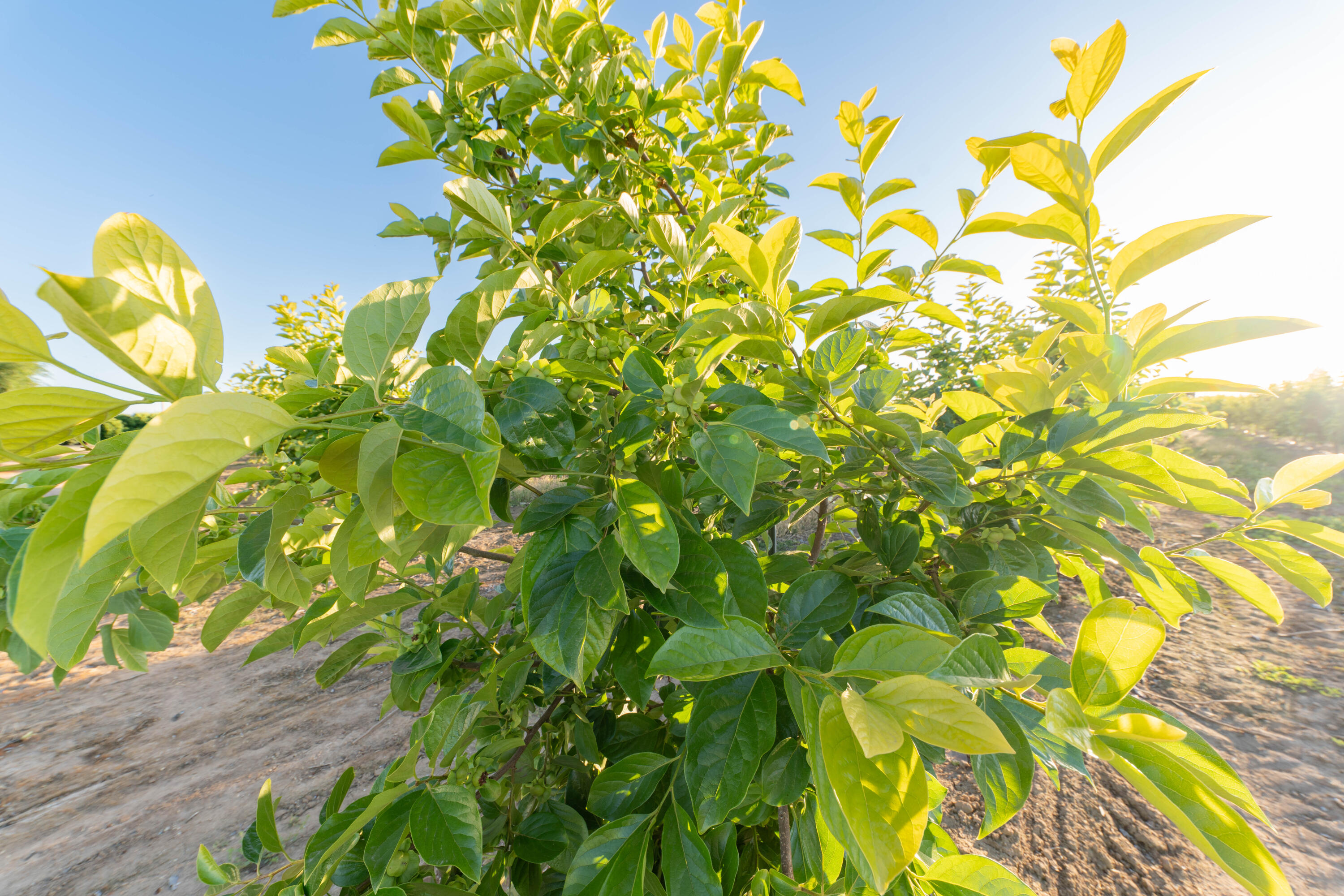 21978 Avenue 144, Porterville, CA 93257