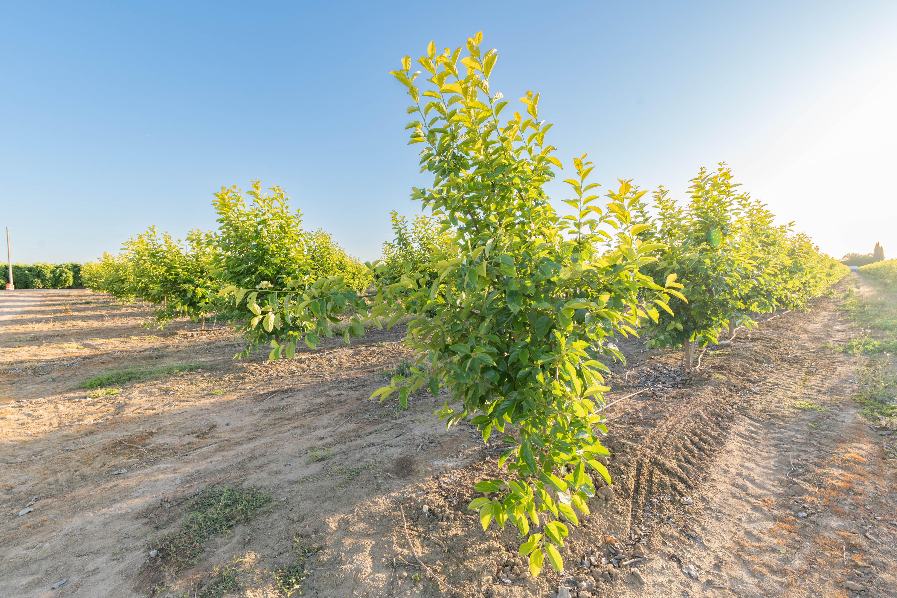 21978 Avenue 144, Porterville, CA 93257