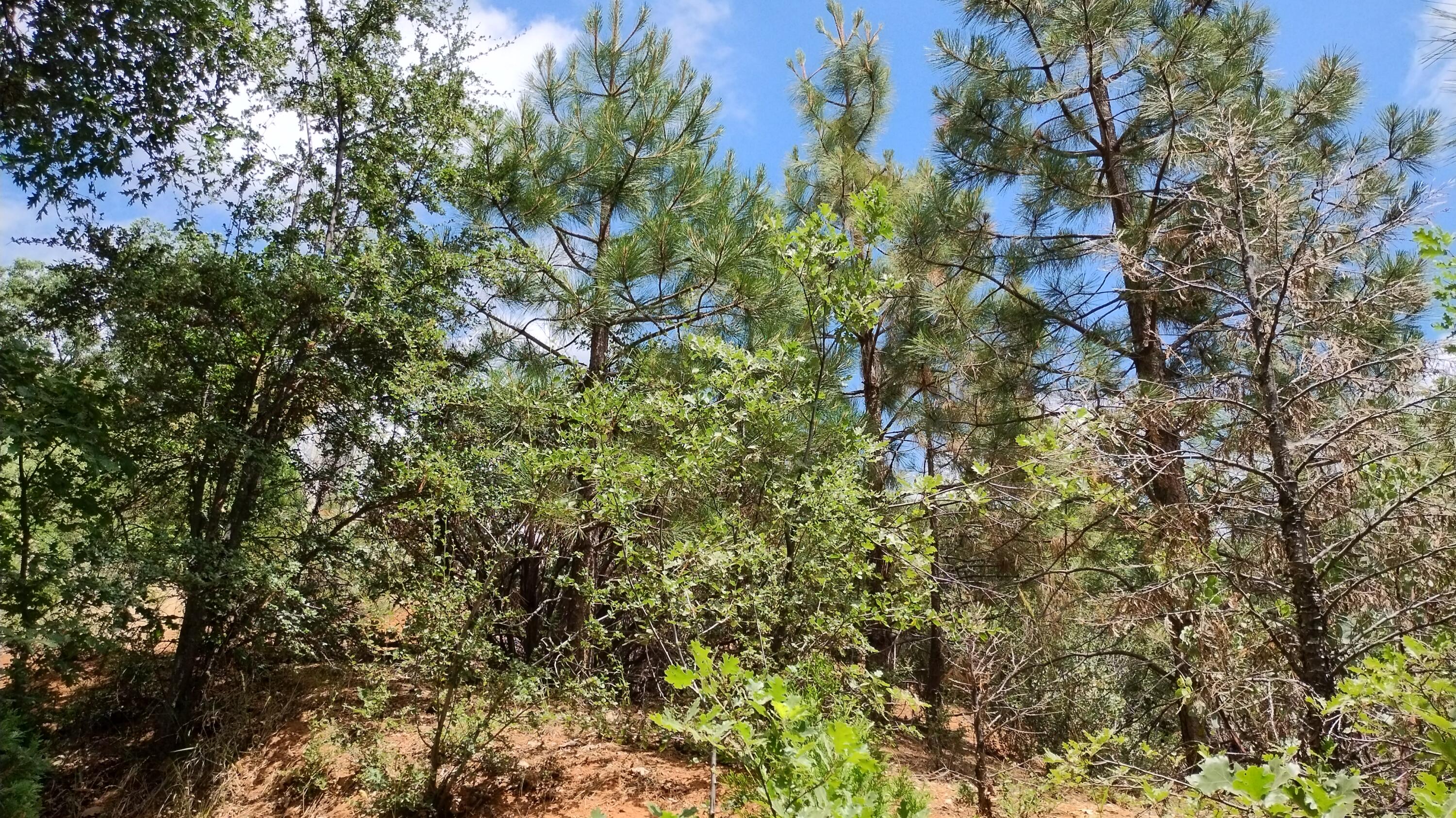 00 Mariposa Dr, Pierpoint Springs, CA 93265