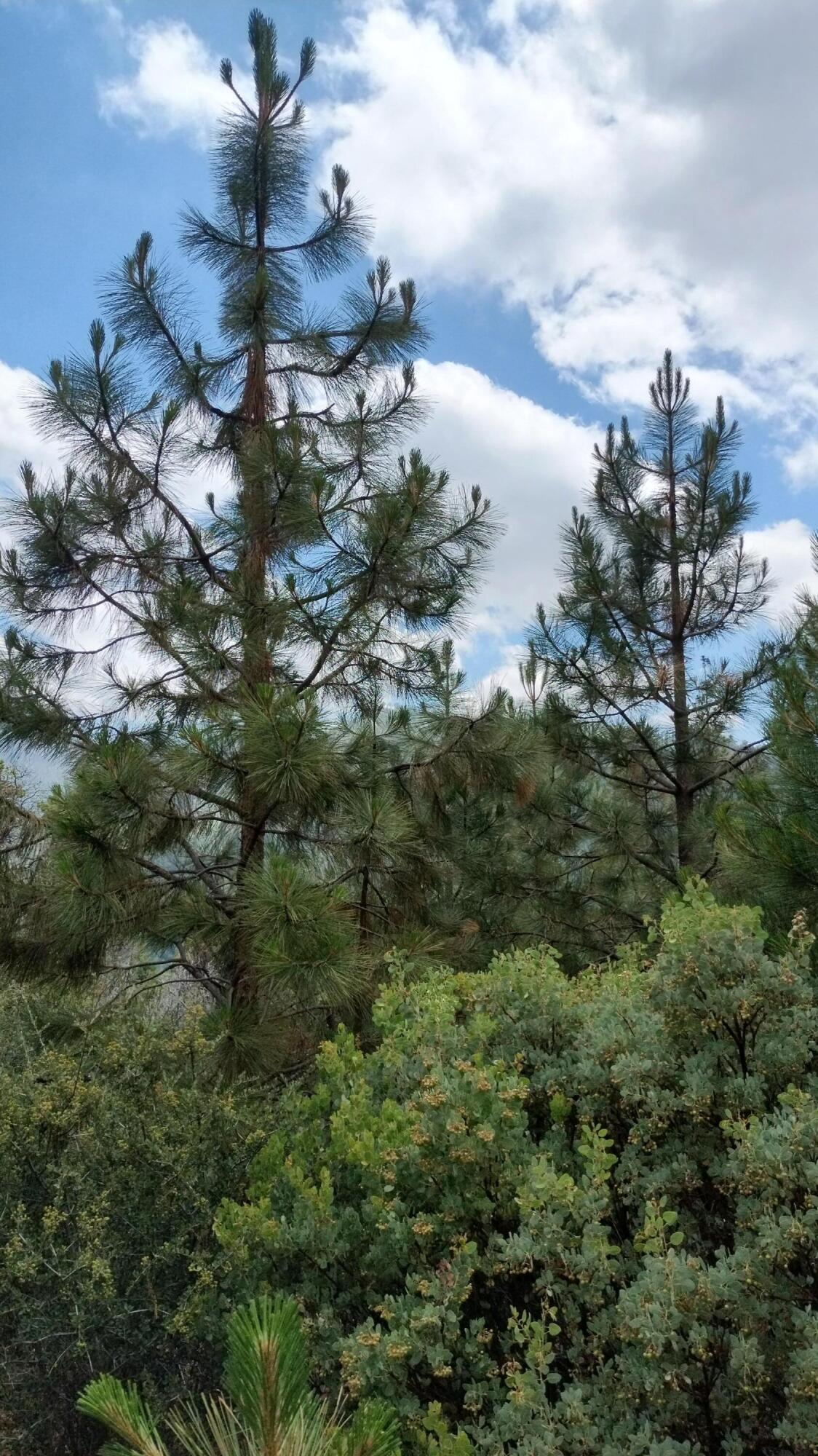 00 Mariposa Dr, Pierpoint Springs, CA 93265