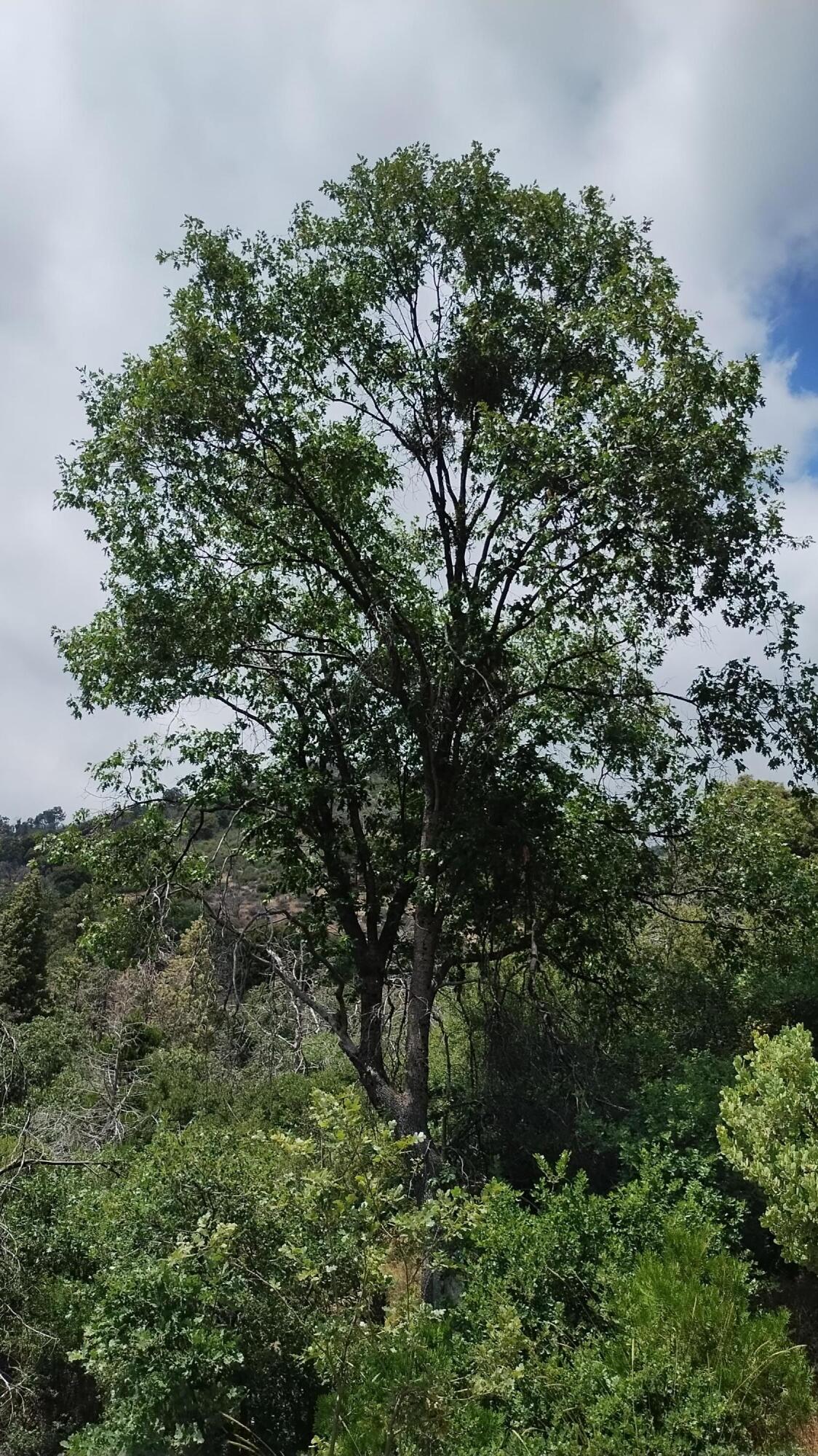 00 Mariposa Dr, Pierpoint Springs, CA 93265