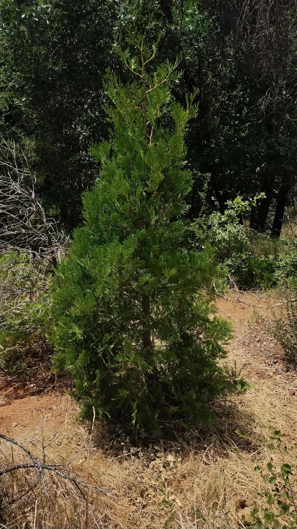 00 Mariposa Dr, Pierpoint Springs, CA 93265