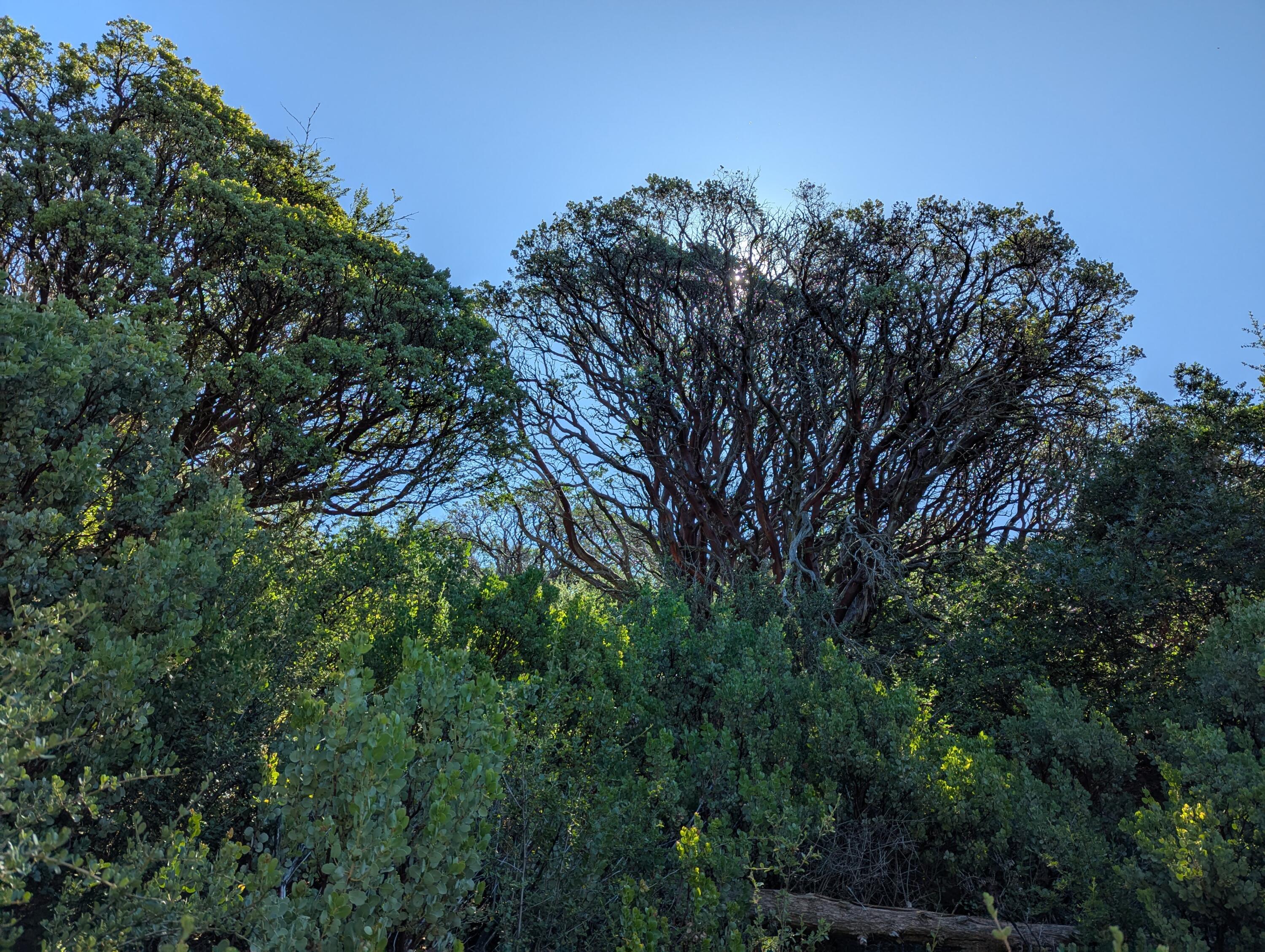 00 Mariposa Dr, Pierpoint Springs, CA 93265