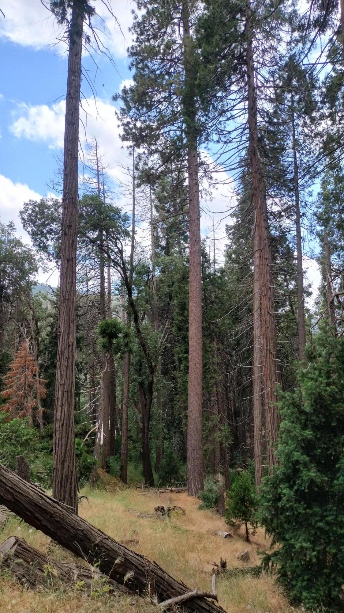 00 Mariposa Dr, Pierpoint Springs, CA 93265