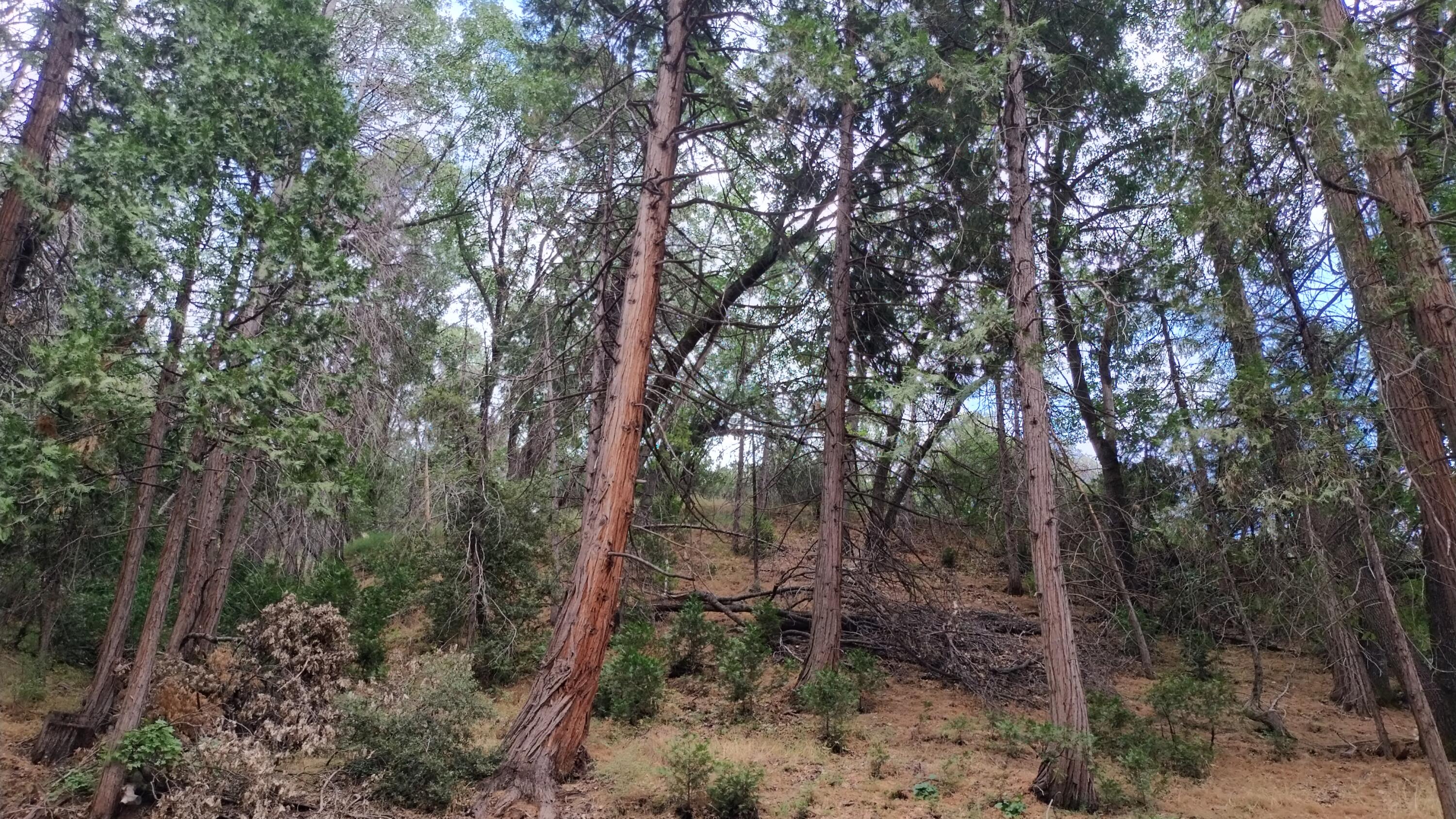 00 Mariposa Dr, Pierpoint Springs, CA 93265