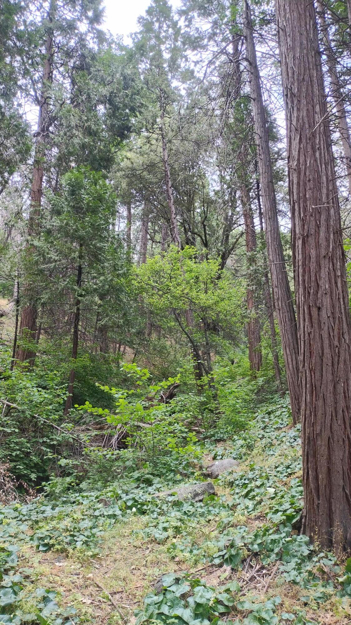 00 Mariposa Dr, Pierpoint Springs, CA 93265