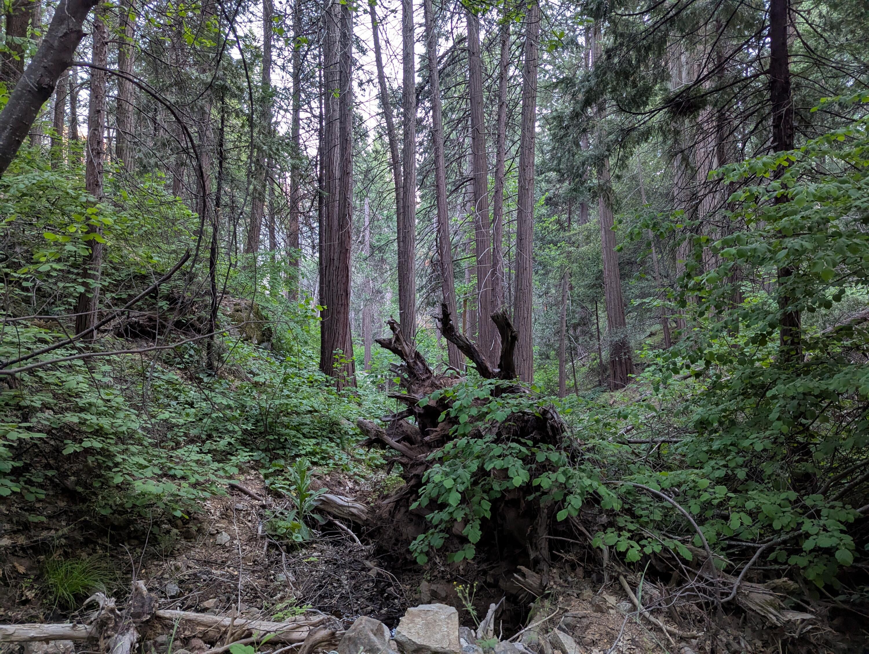00 Mariposa Dr, Pierpoint Springs, CA 93265