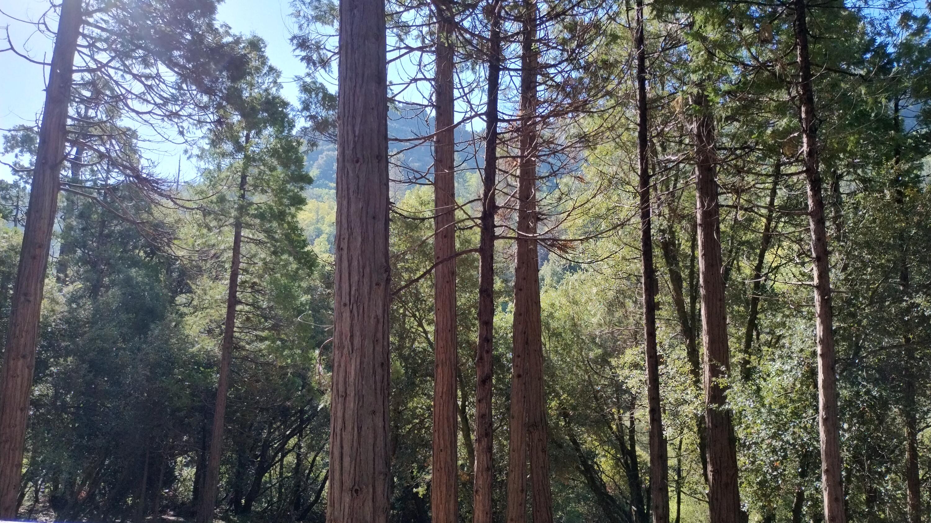 1693 Coy Flat Dr, Springville, CA 93265
