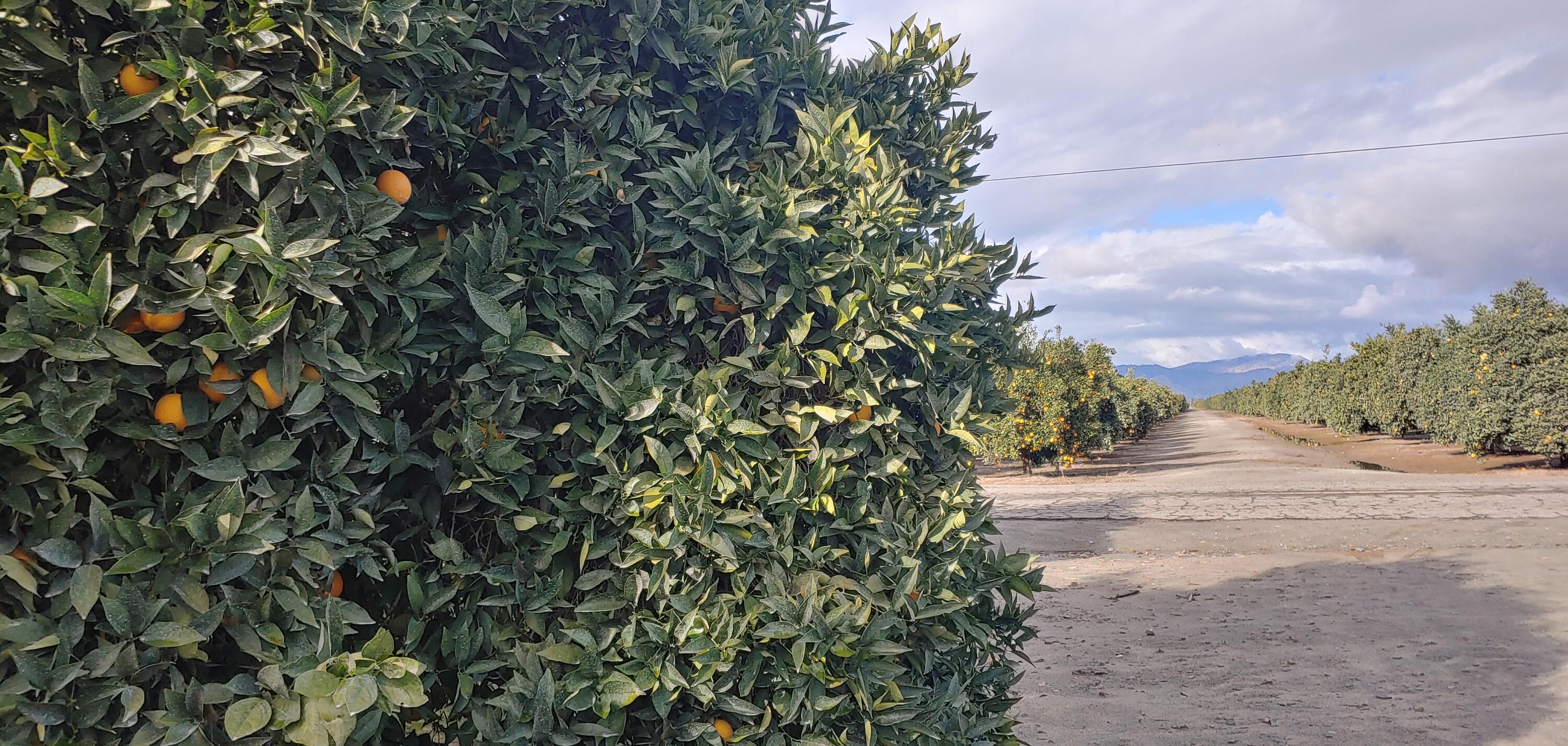 00 Avenue 314, Exeter, CA 93221
