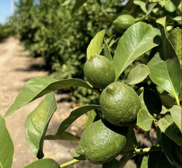 0 Highway 65 Citrus Ranch Hwy, Ducor, CA 93218