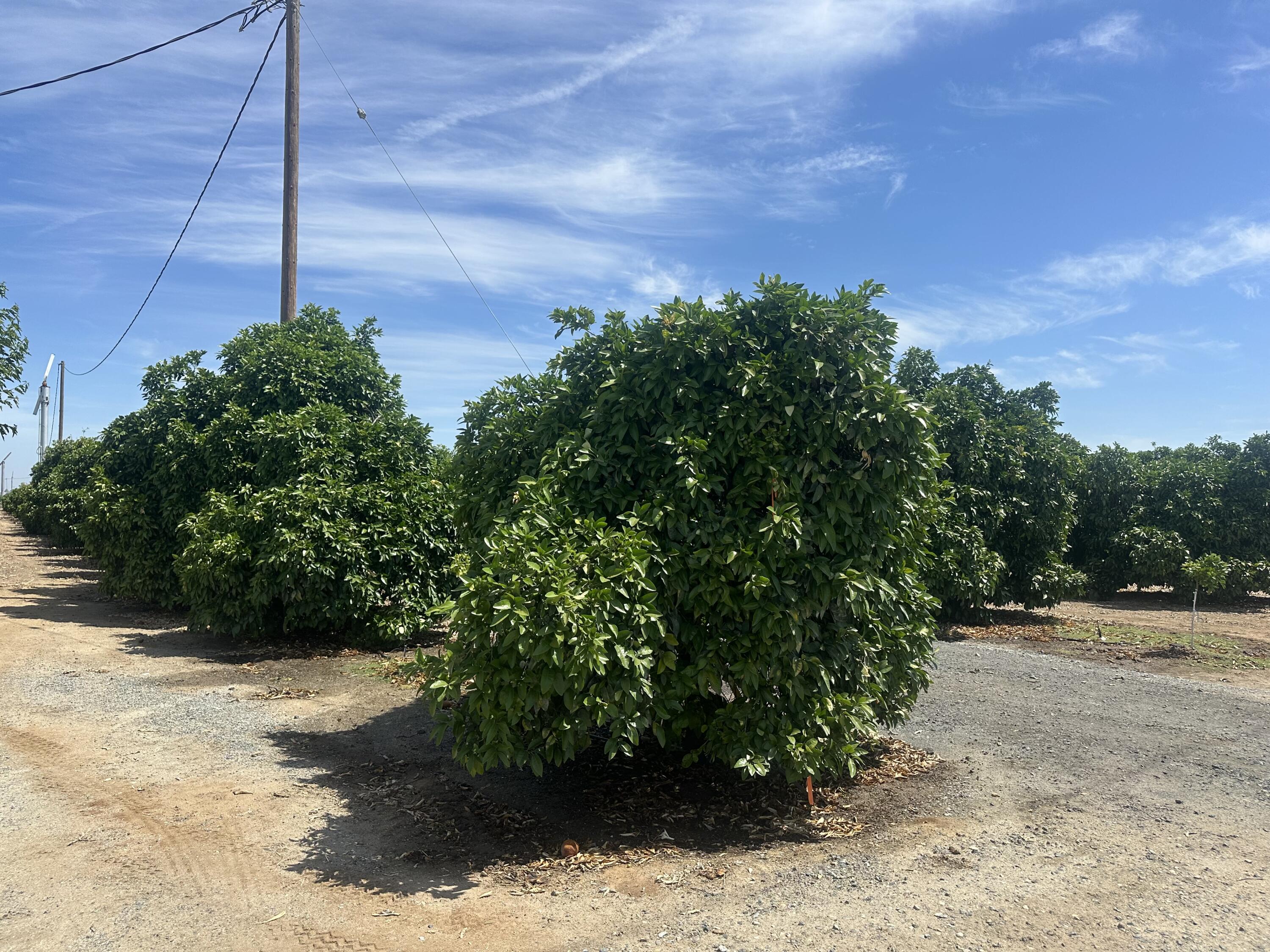 0 Highway 65 Citrus Ranch Hwy, Ducor, CA 93218