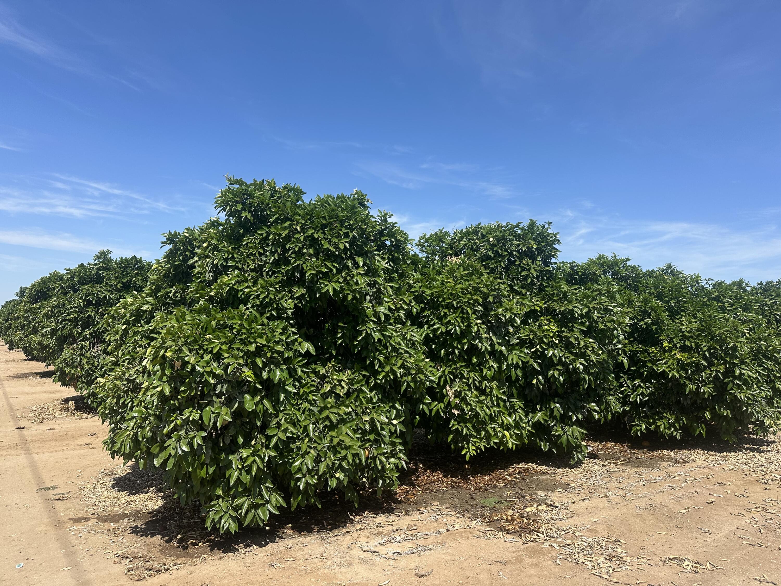 0 Highway 65 Citrus Ranch Hwy, Ducor, CA 93218