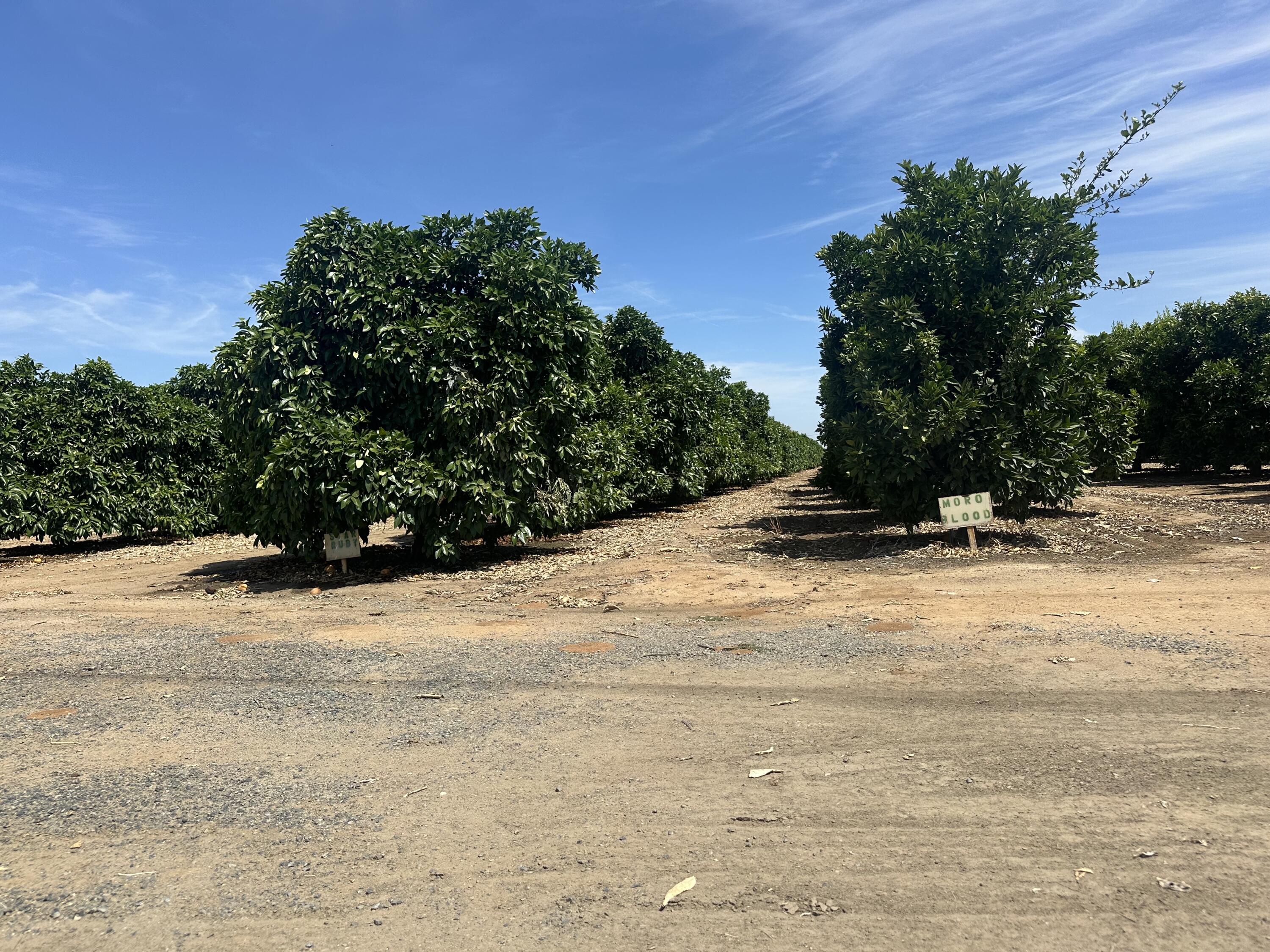 0 Highway 65 Citrus Ranch Hwy, Ducor, CA 93218