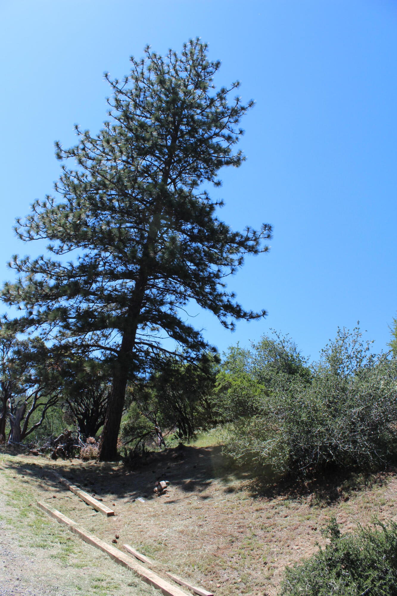 427 Sutherland, Springville, CA 93265