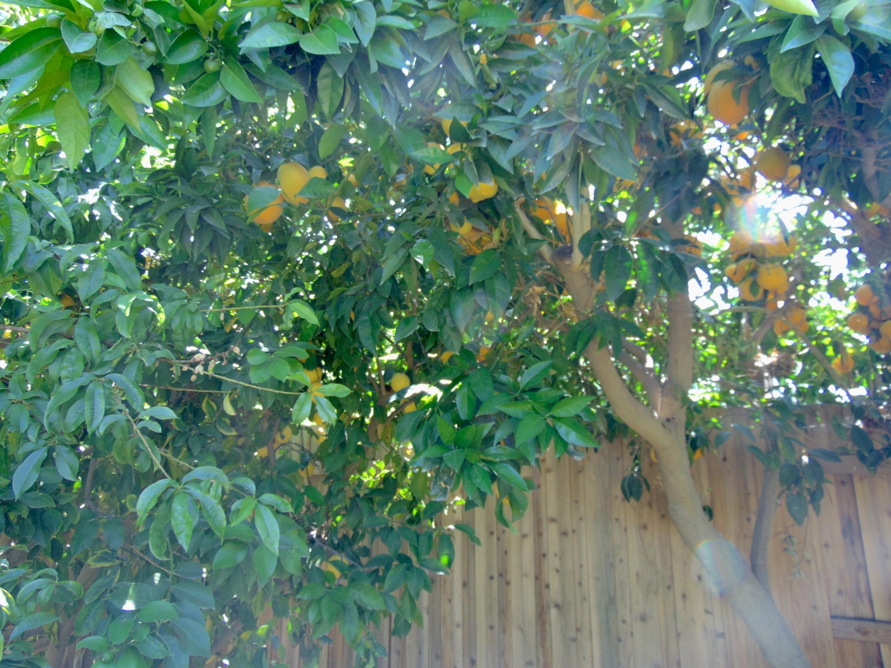 5618 W Babcock Ave, Visalia, CA 93291