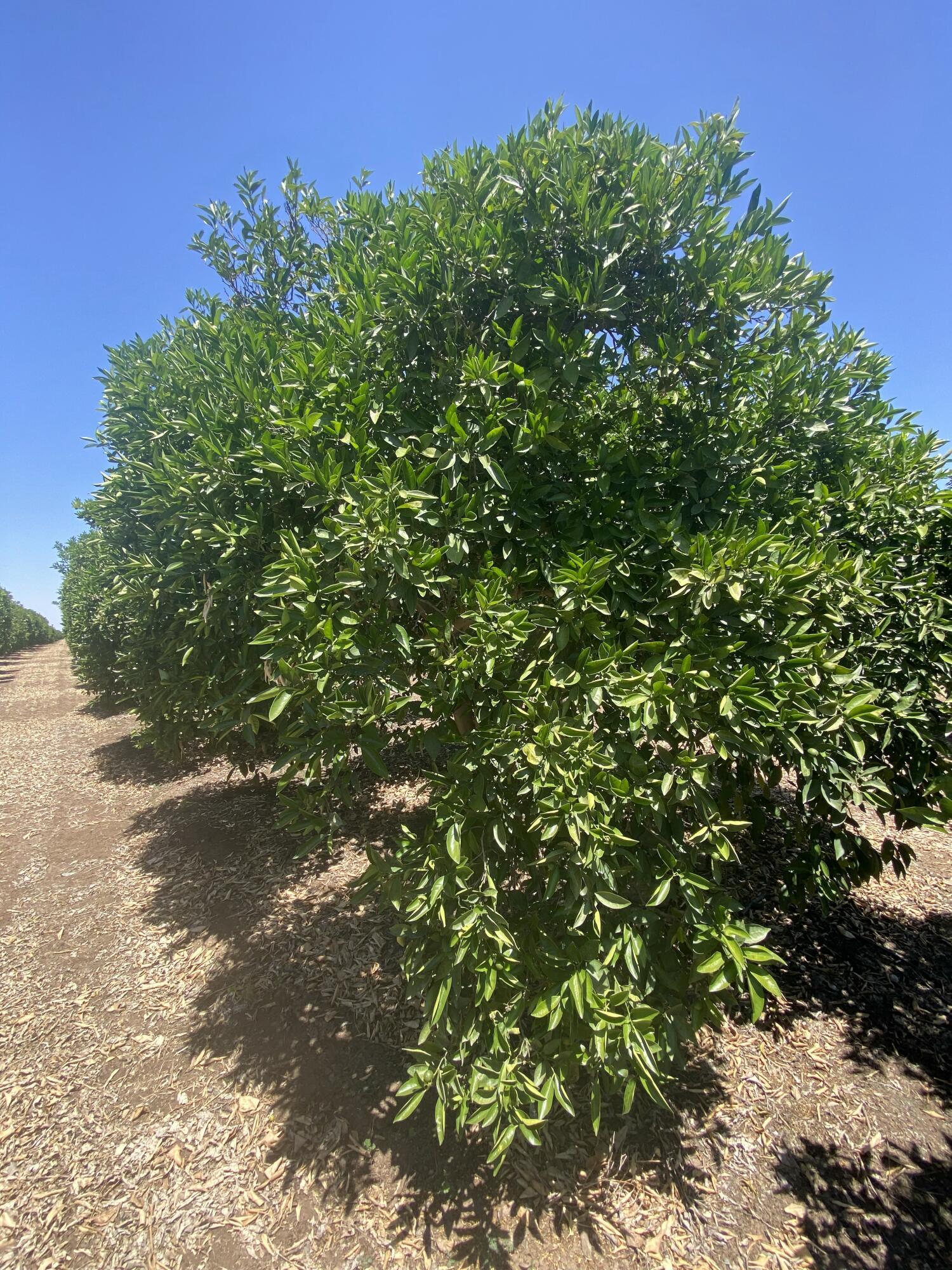 0, Terra Bella, CA 93270