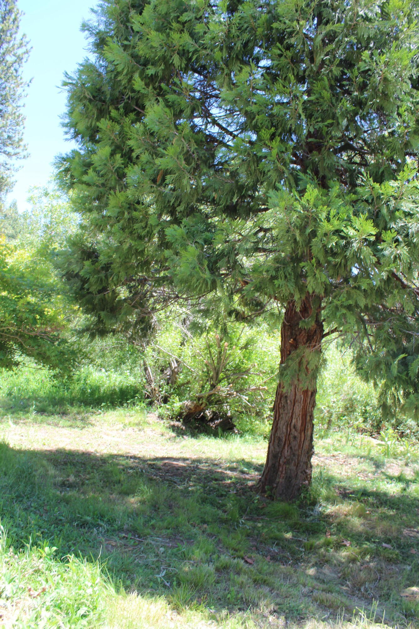 2101 Nelson Dr, Springville, CA 93265