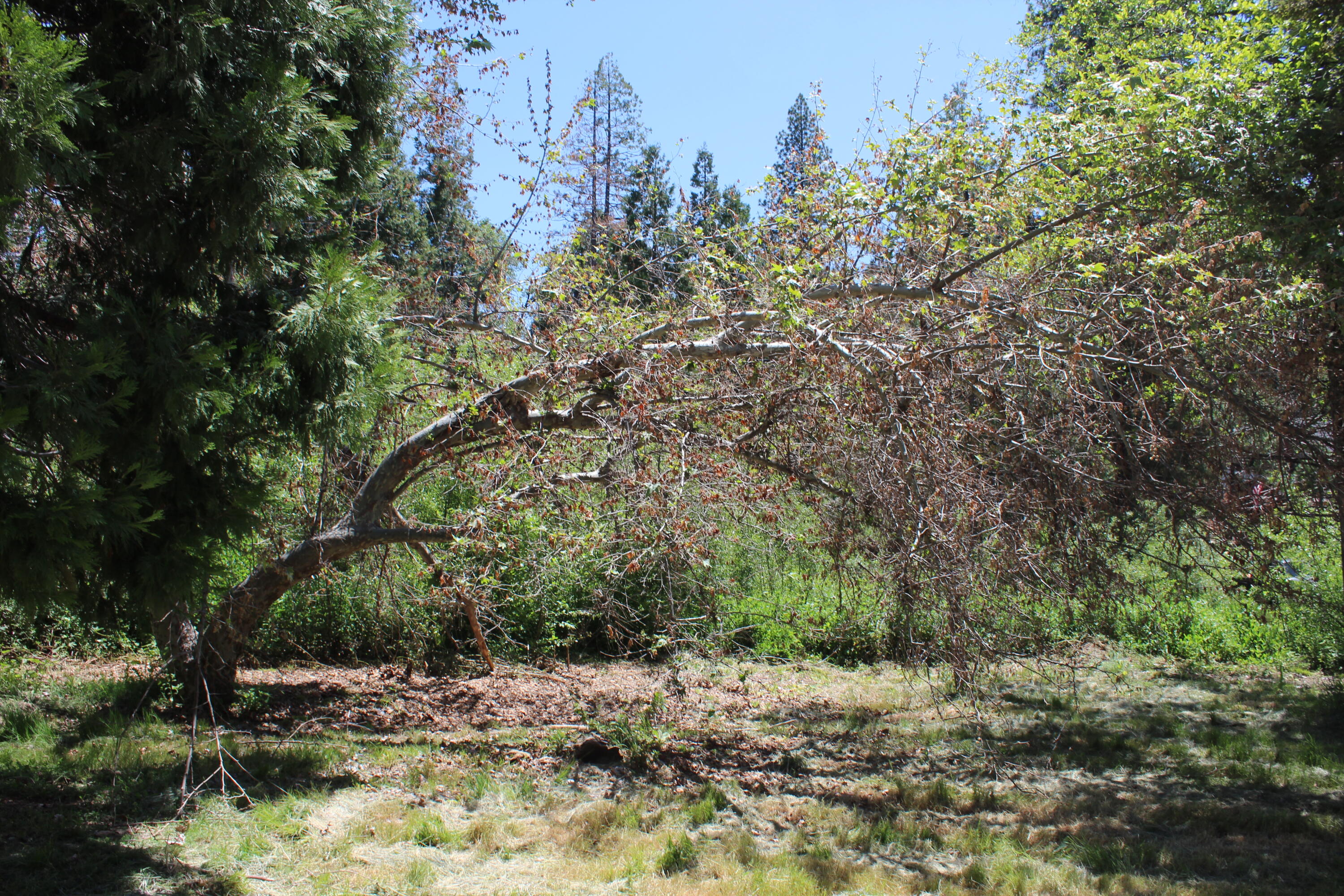 2101 Nelson Dr, Springville, CA 93265