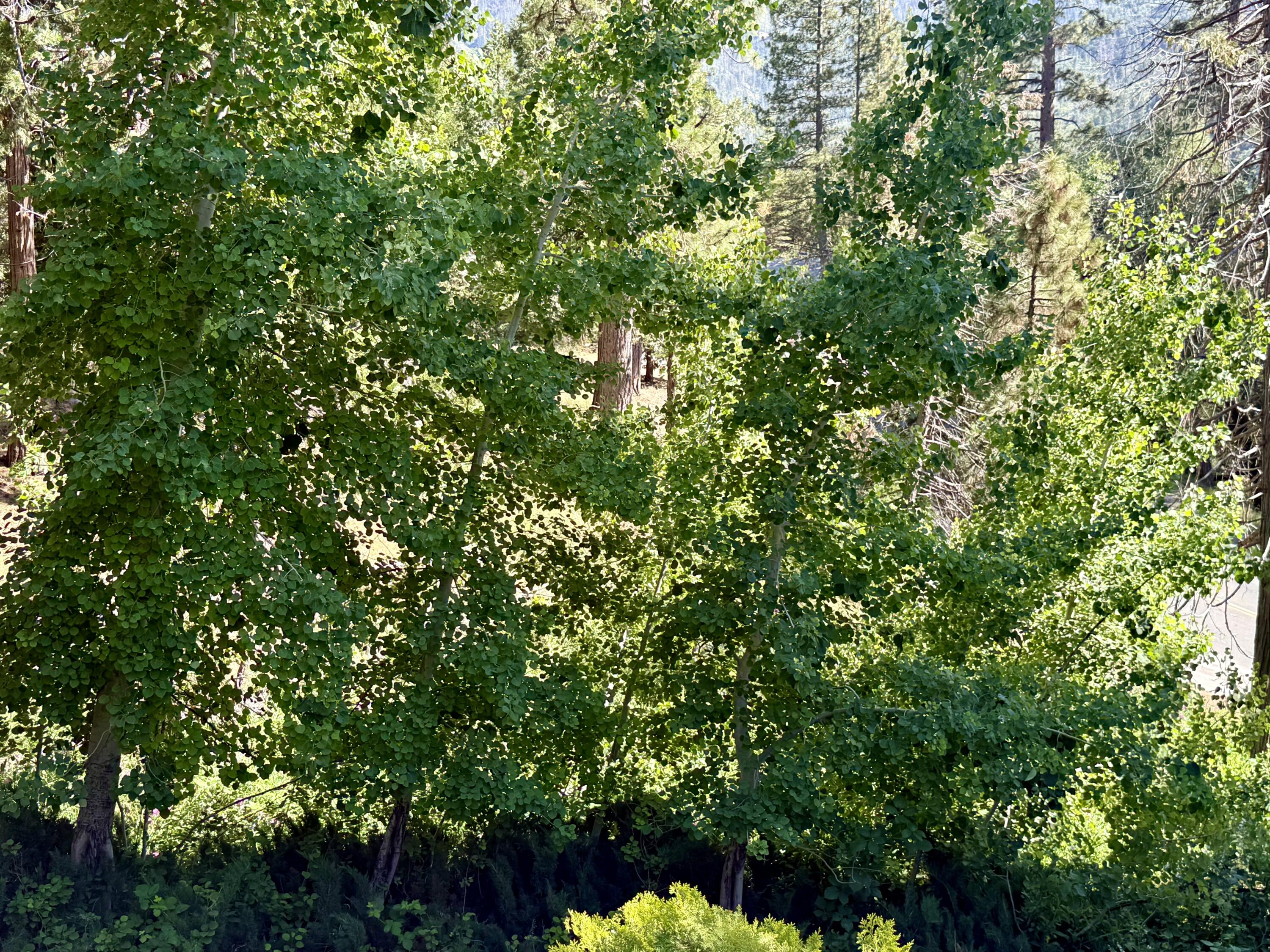 1207 Pine Haven Ct, Springville, CA 93265