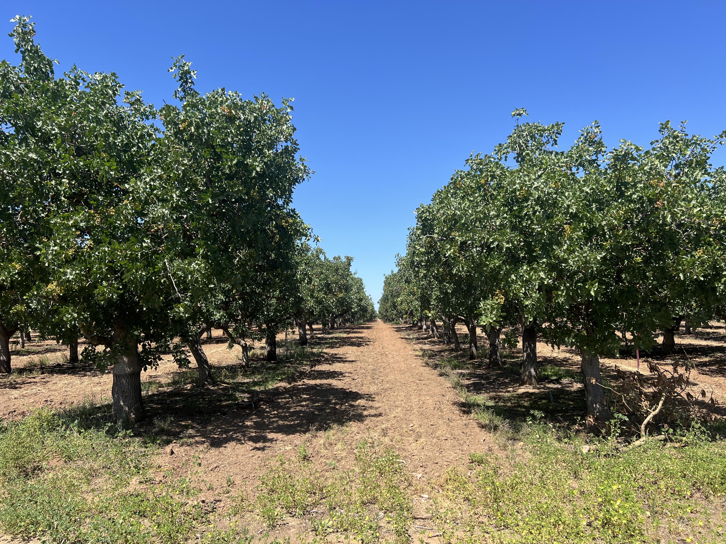 0 Avenue 20 1/2, Madera, CA 93638
