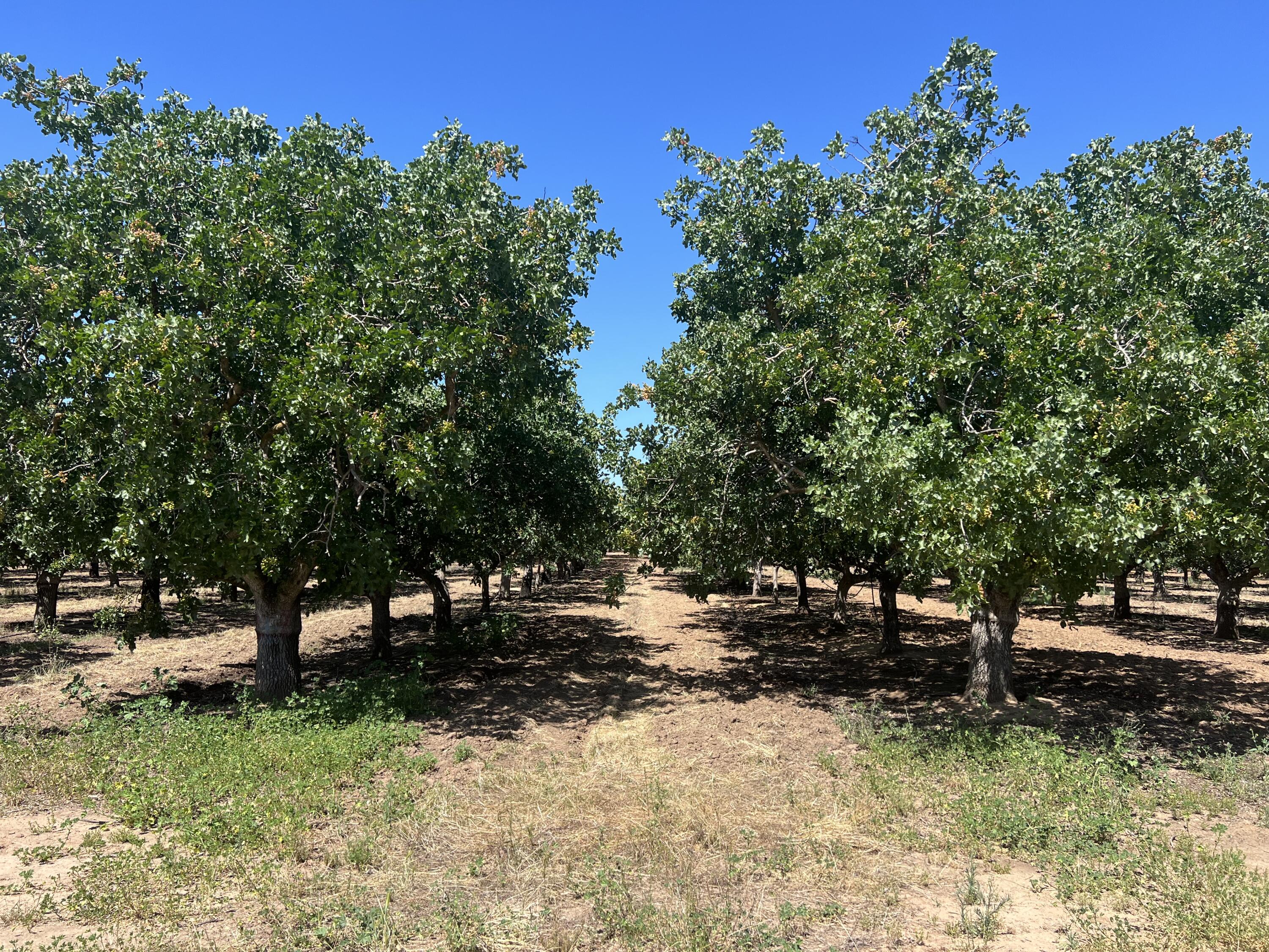 0 Avenue 20 1/2, Madera, CA 93638