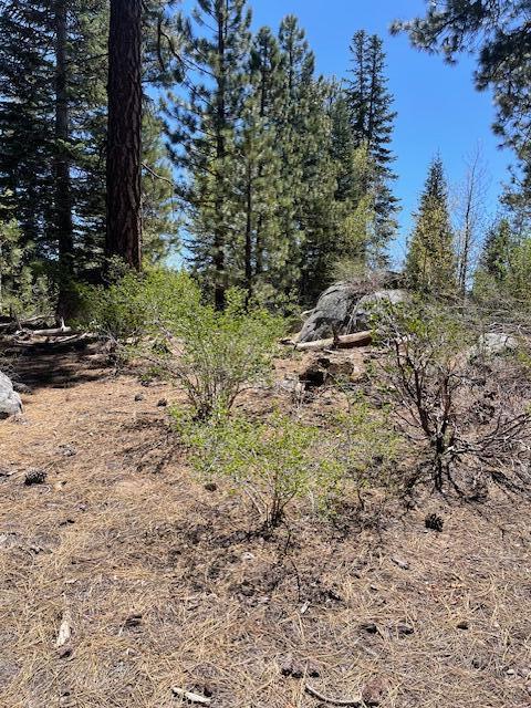 58303 Carter Dr, Ponderosa, CA 93265