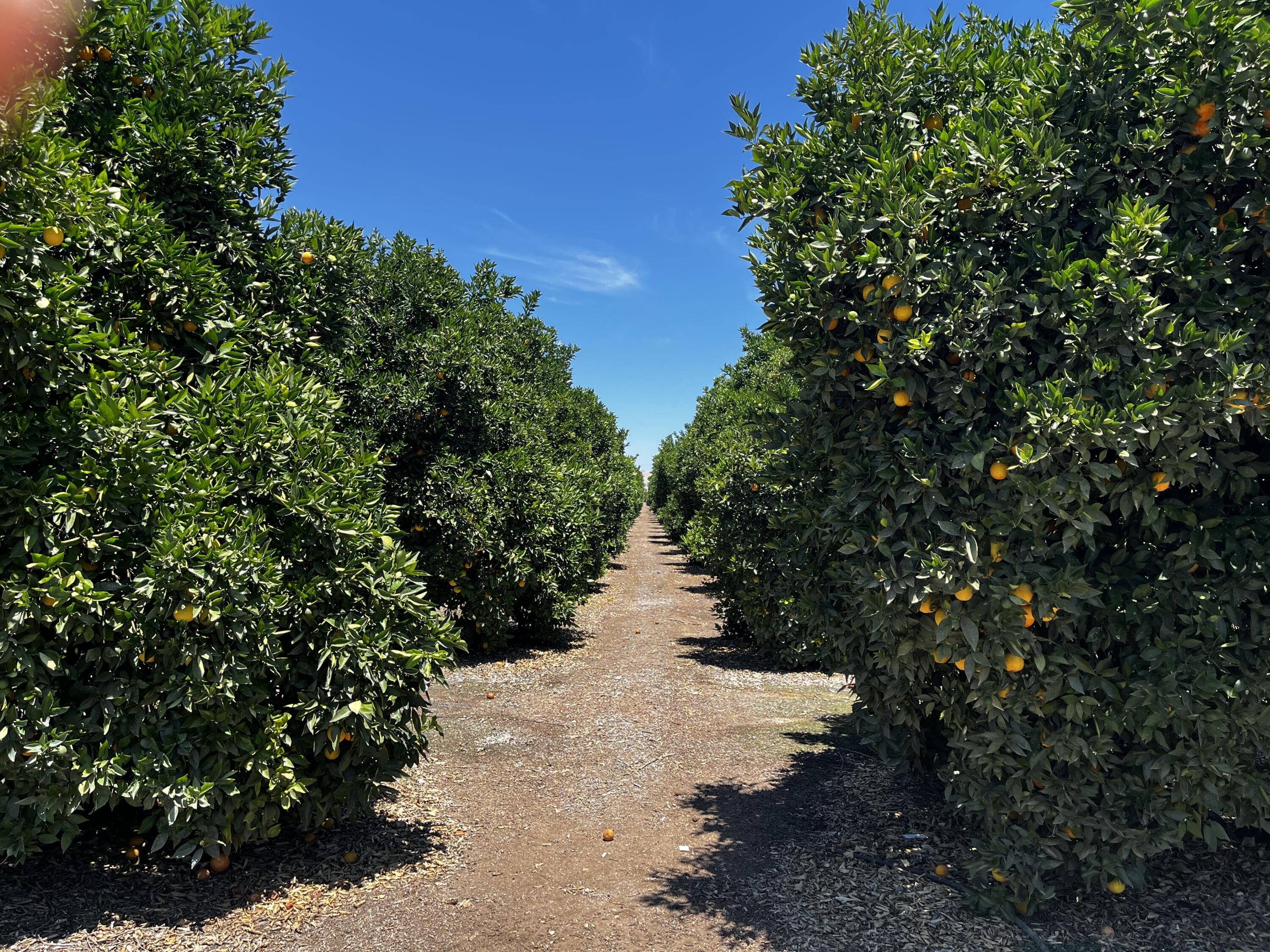 0 Road 164, Ivanhoe, CA 93235