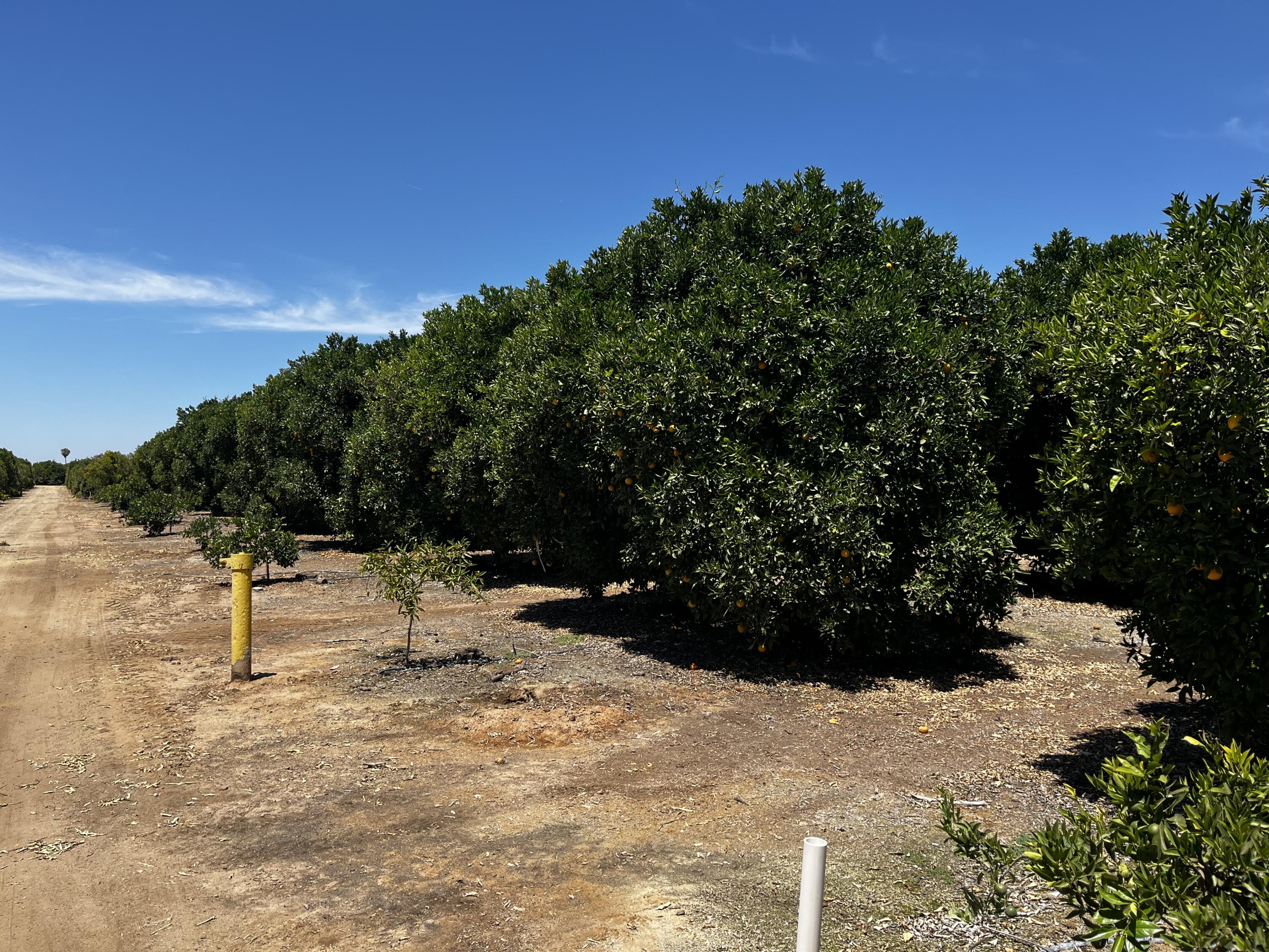 0 Road 164, Ivanhoe, CA 93235