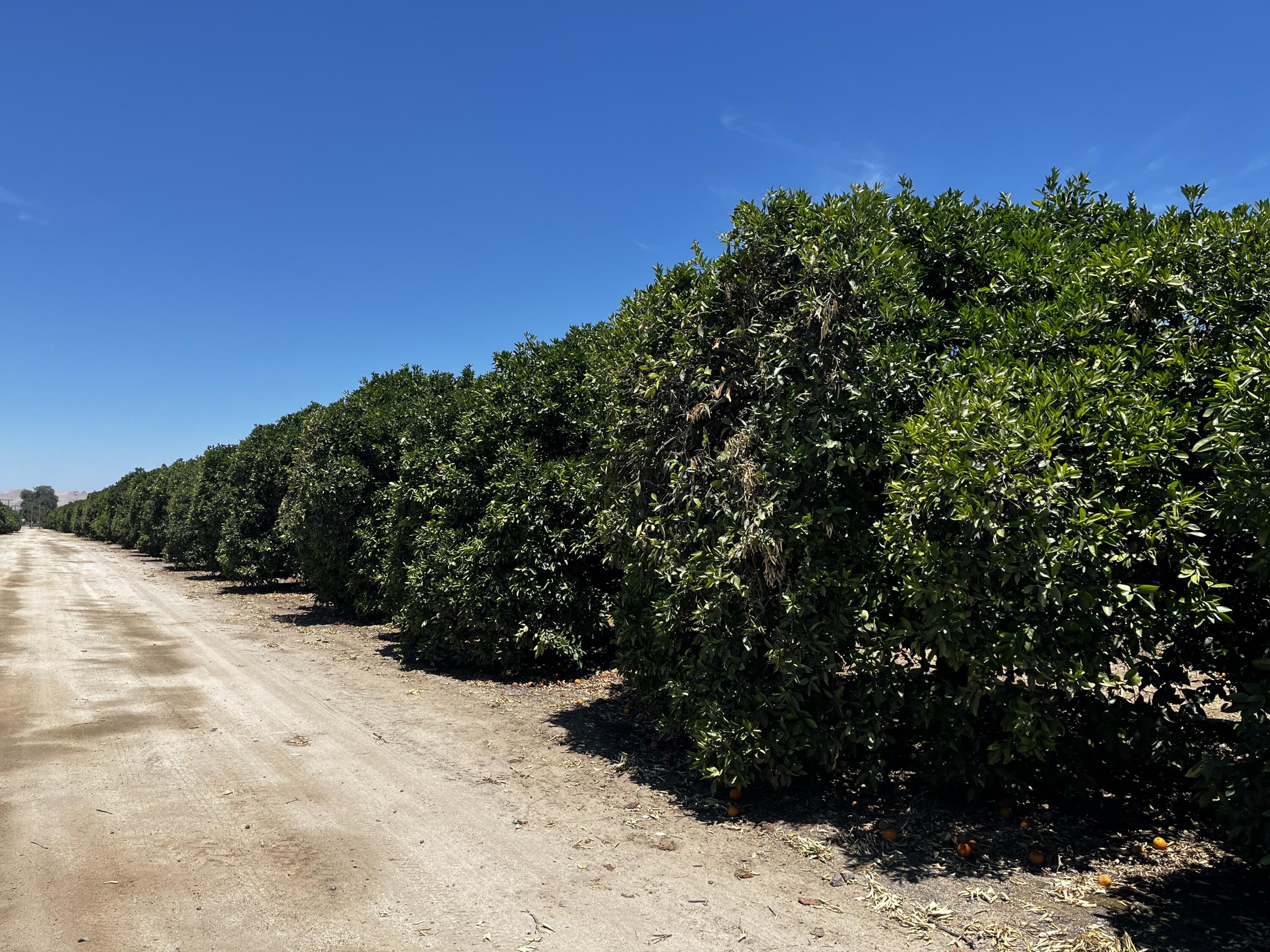 0 Road 164, Ivanhoe, CA 93235