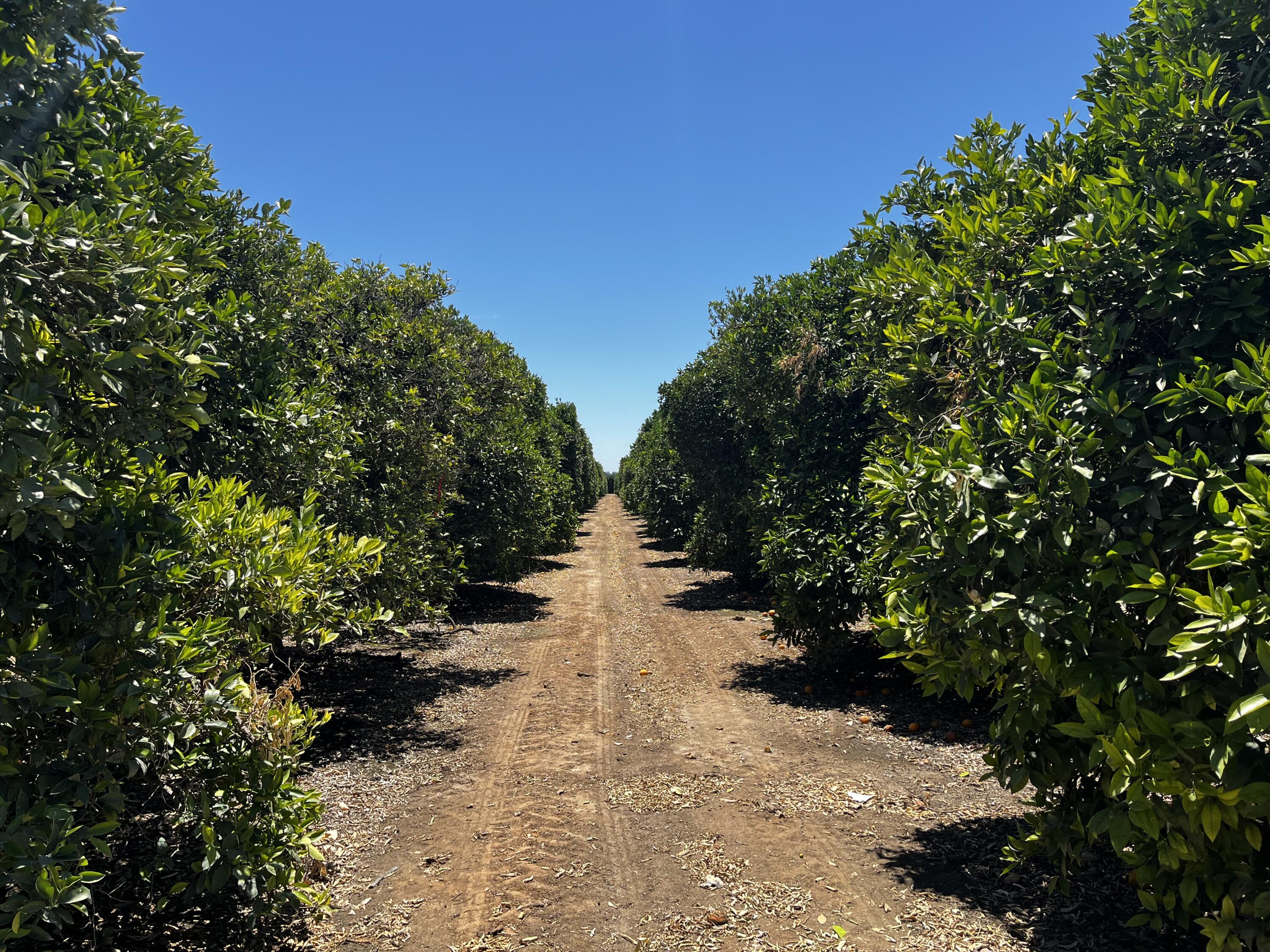 0 Road 164, Ivanhoe, CA 93235
