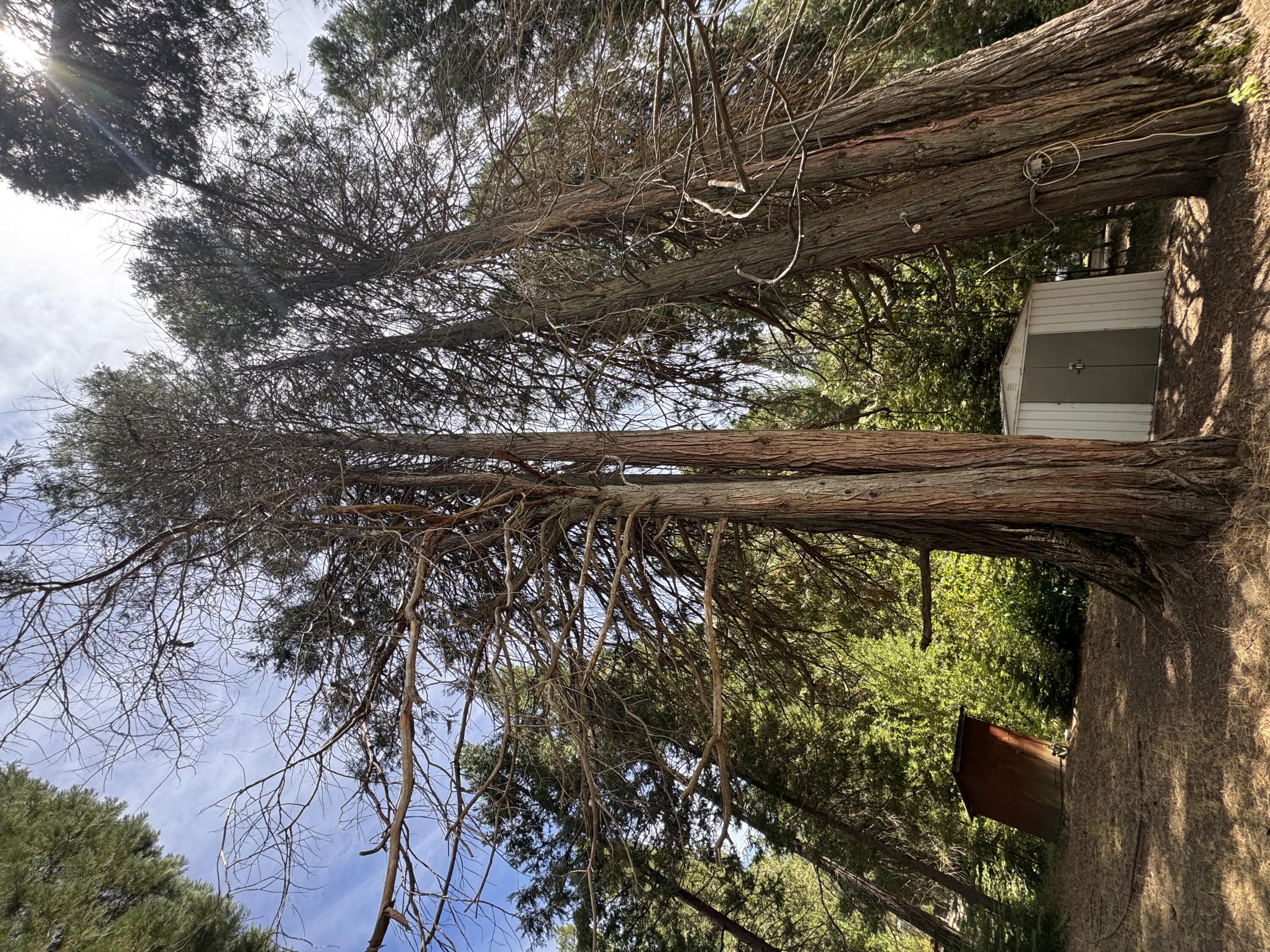 57989 Red Bud Ln, Badger, CA 93603