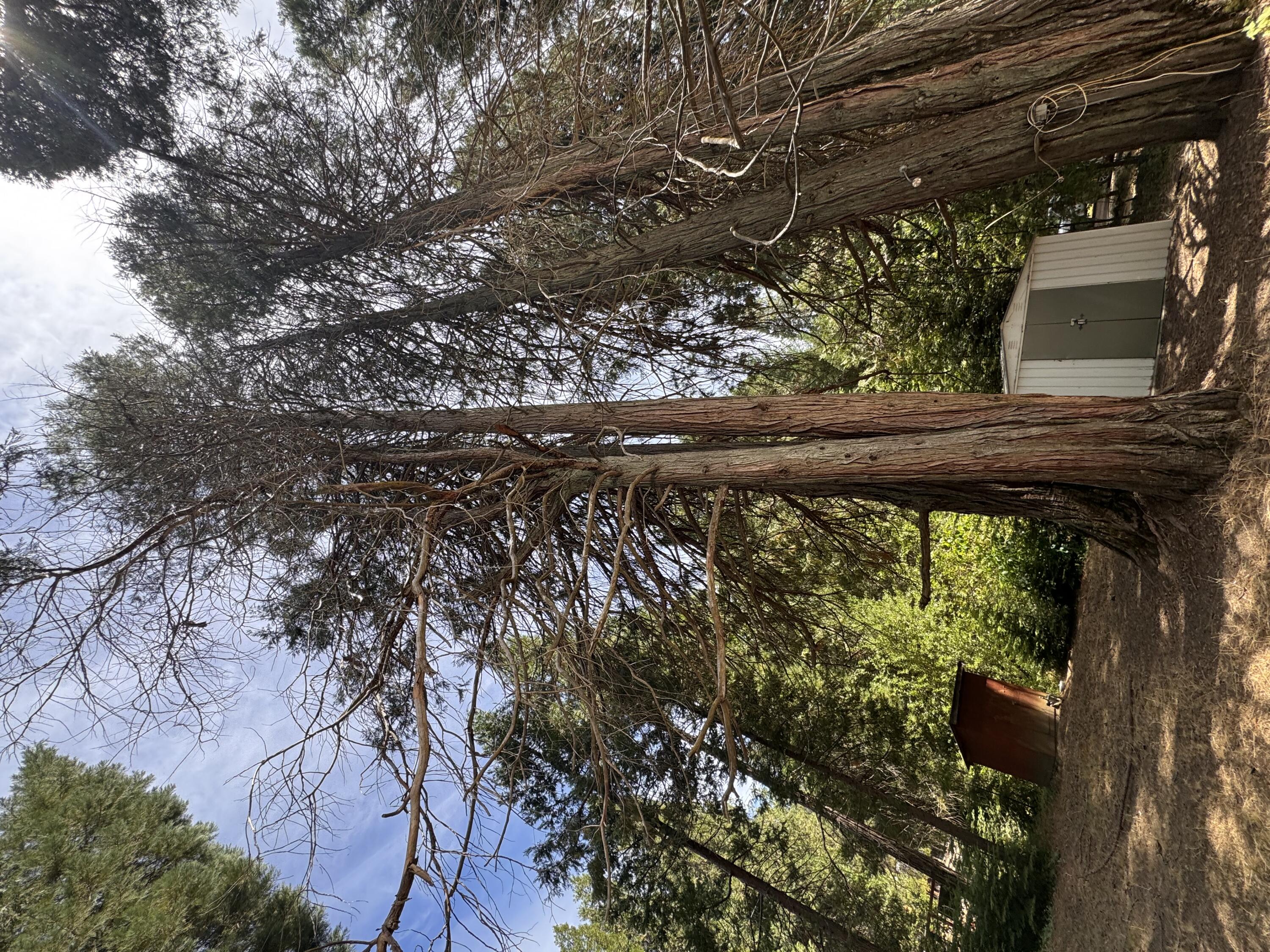 57989 Red Bud Ln, Badger, CA 93603