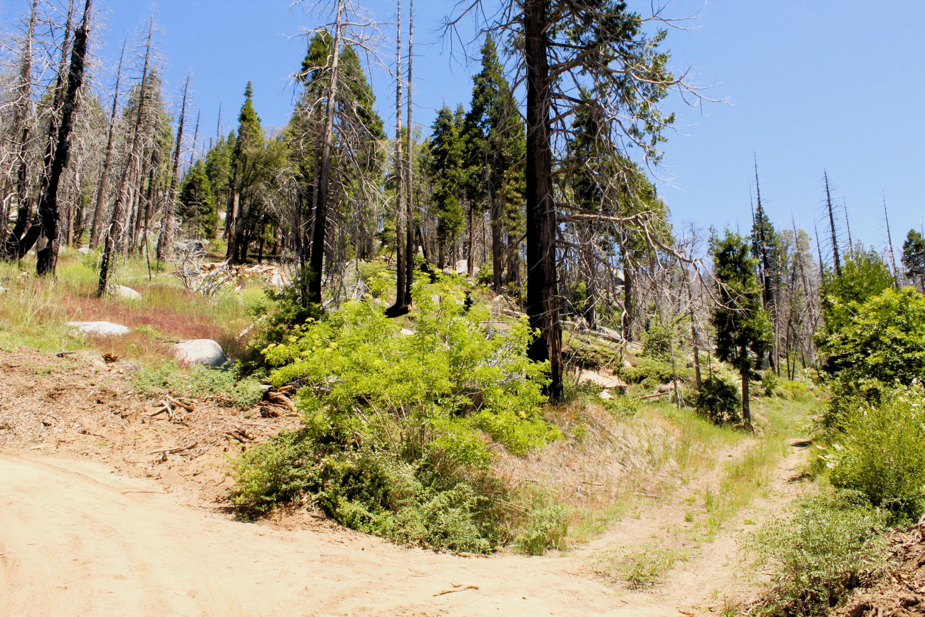 0 Redwood Dr, Springville, CA 93265