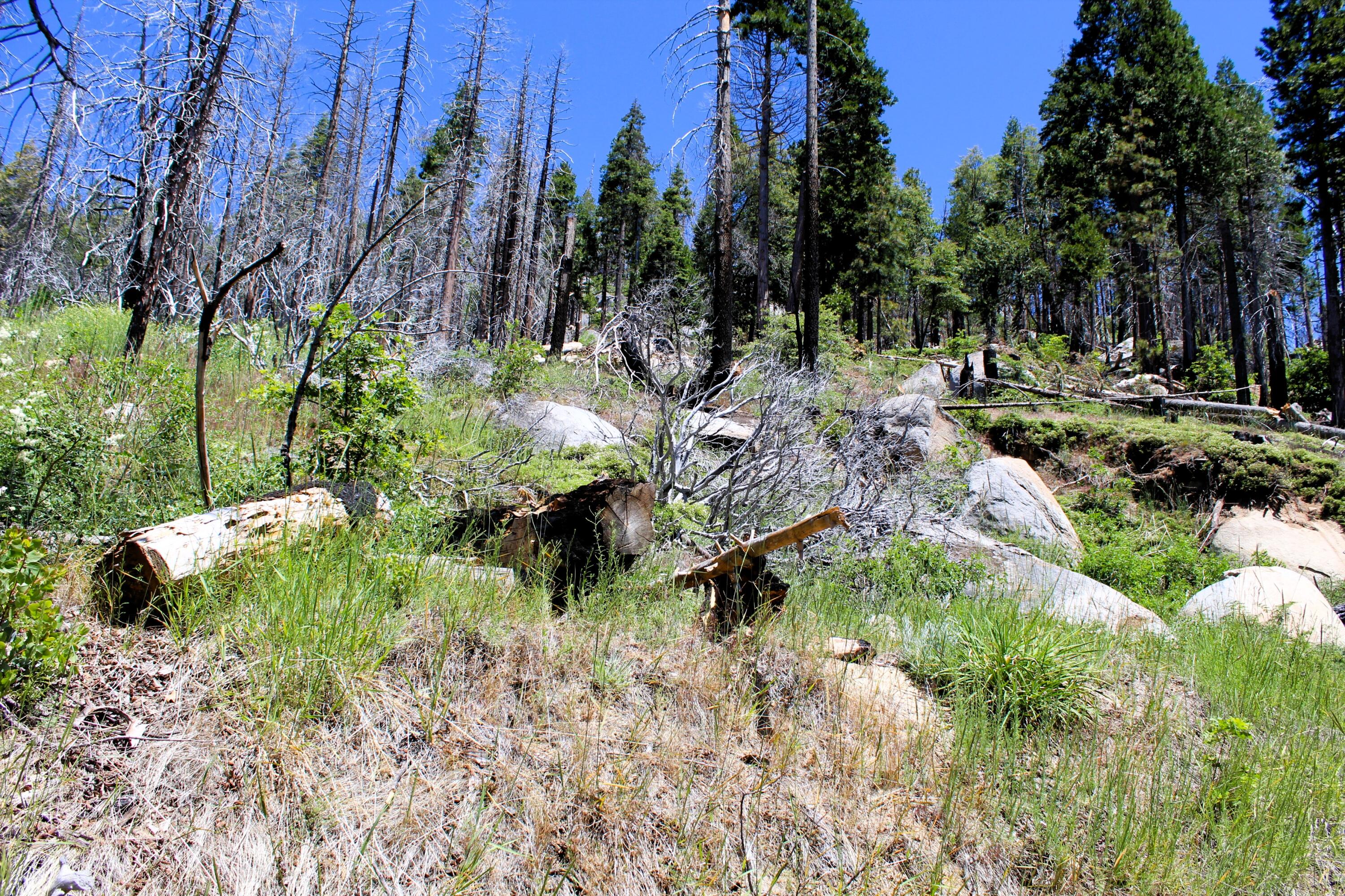 0 Redwood Dr, Springville, CA 93265