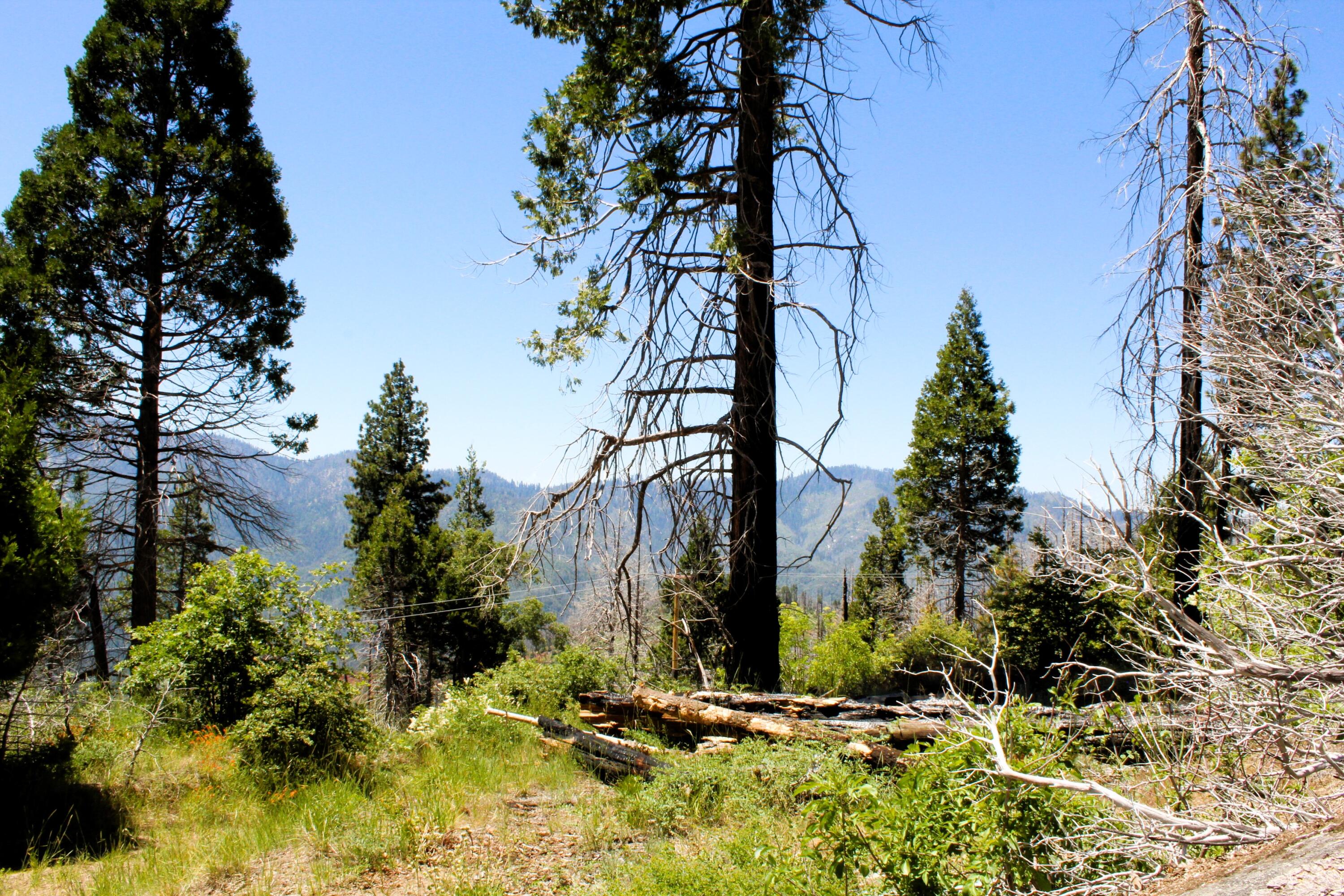 0 Redwood Dr, Springville, CA 93265