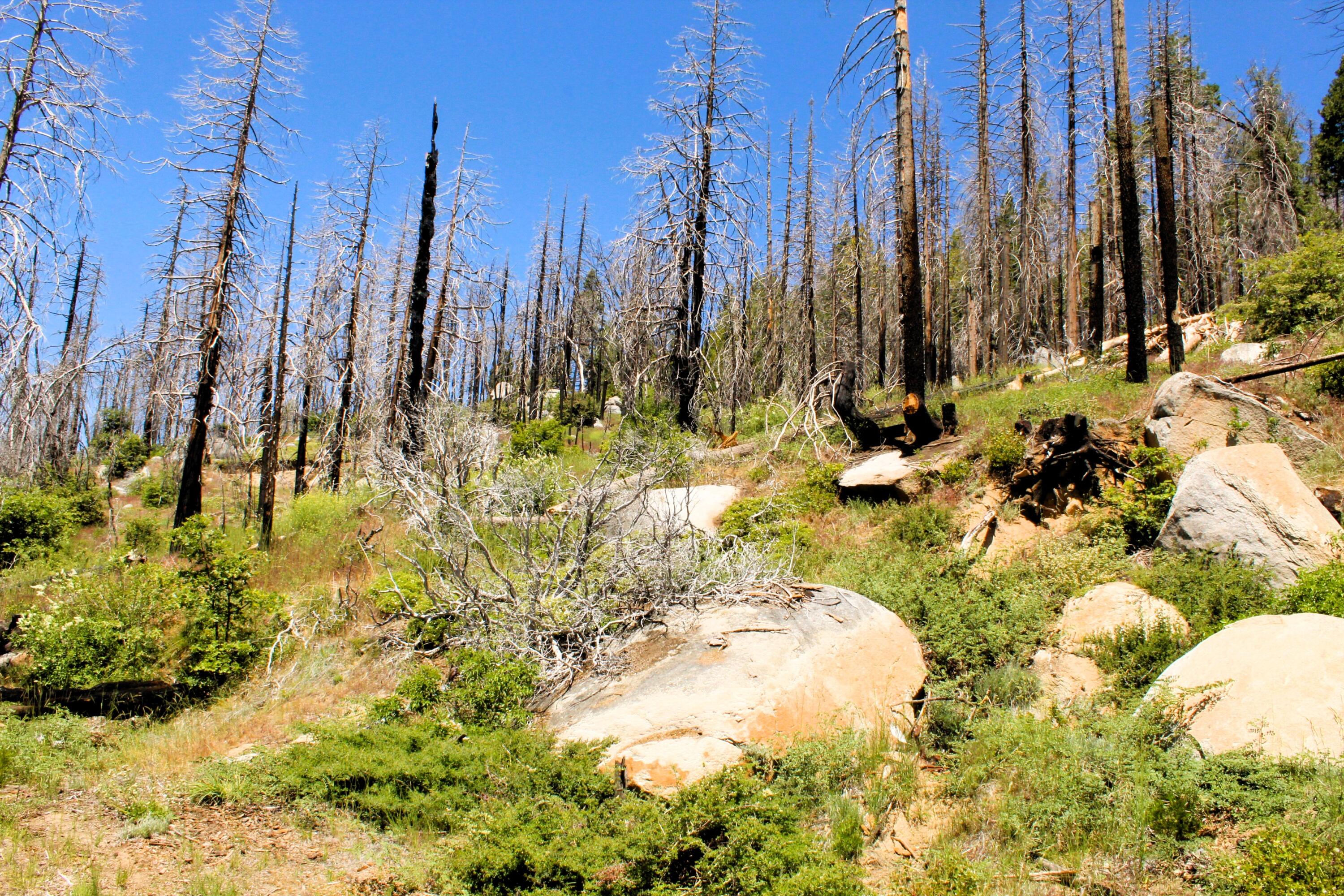 0 Redwood Dr, Springville, CA 93265