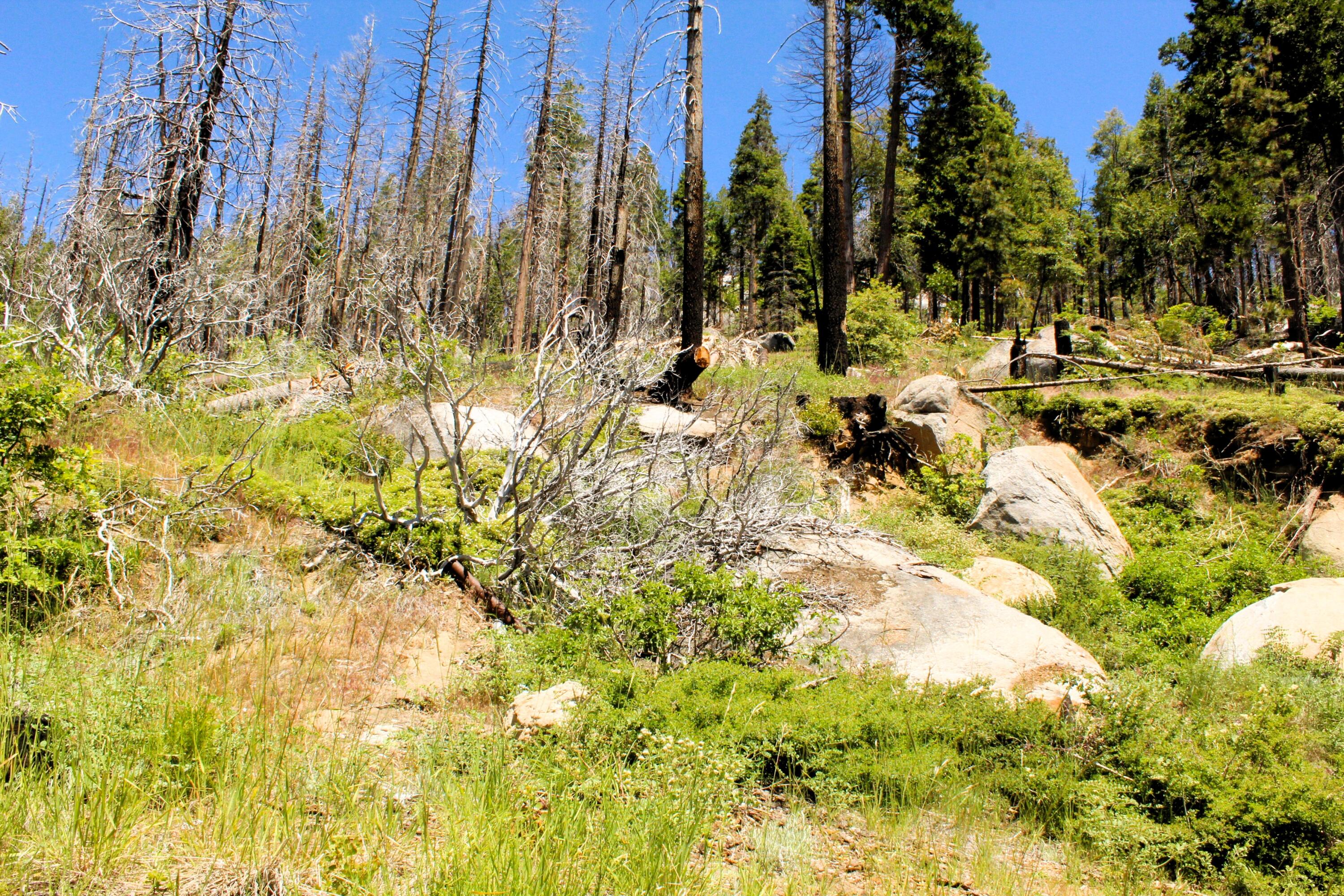 0 Redwood Dr, Springville, CA 93265