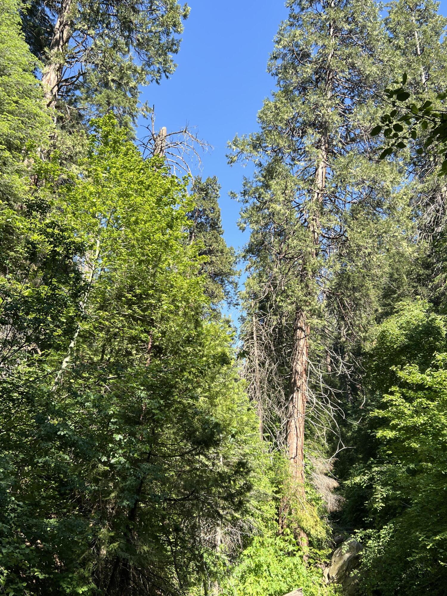 0 Ca-245, Yokuts Valley, CA 93675