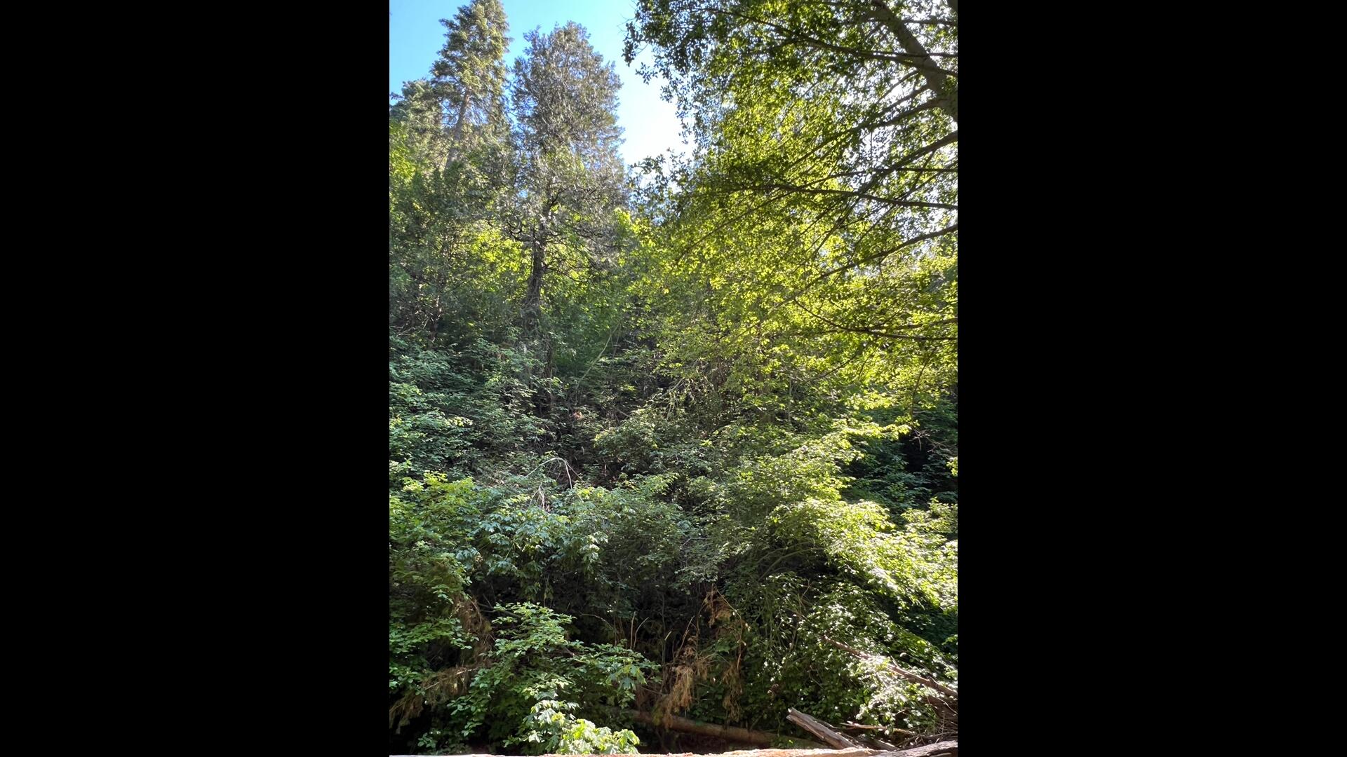 0 Ca-245, Yokuts Valley, CA 93675