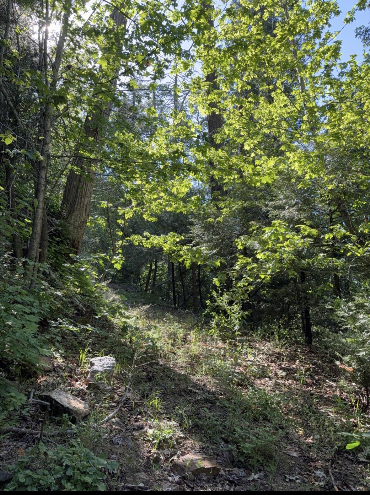0 Ca-245, Yokuts Valley, CA 93675