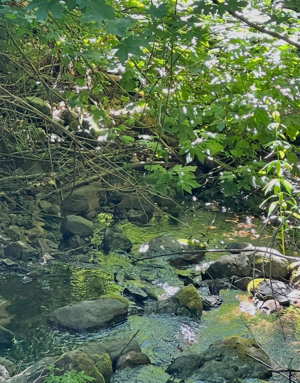 0 Ca-245, Yokuts Valley, CA 93675