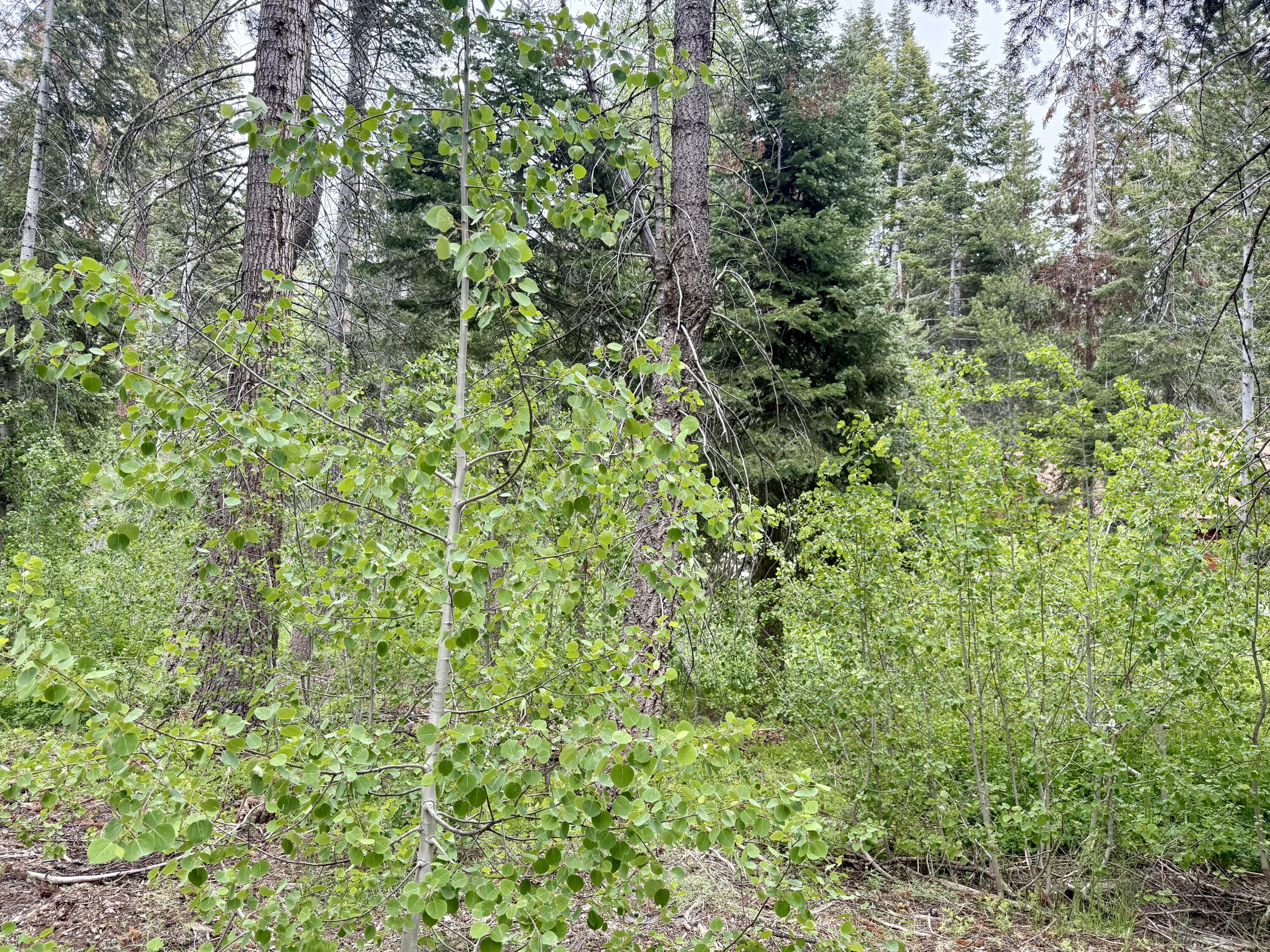0 Ponderosa Drive, Springville, CA 93265