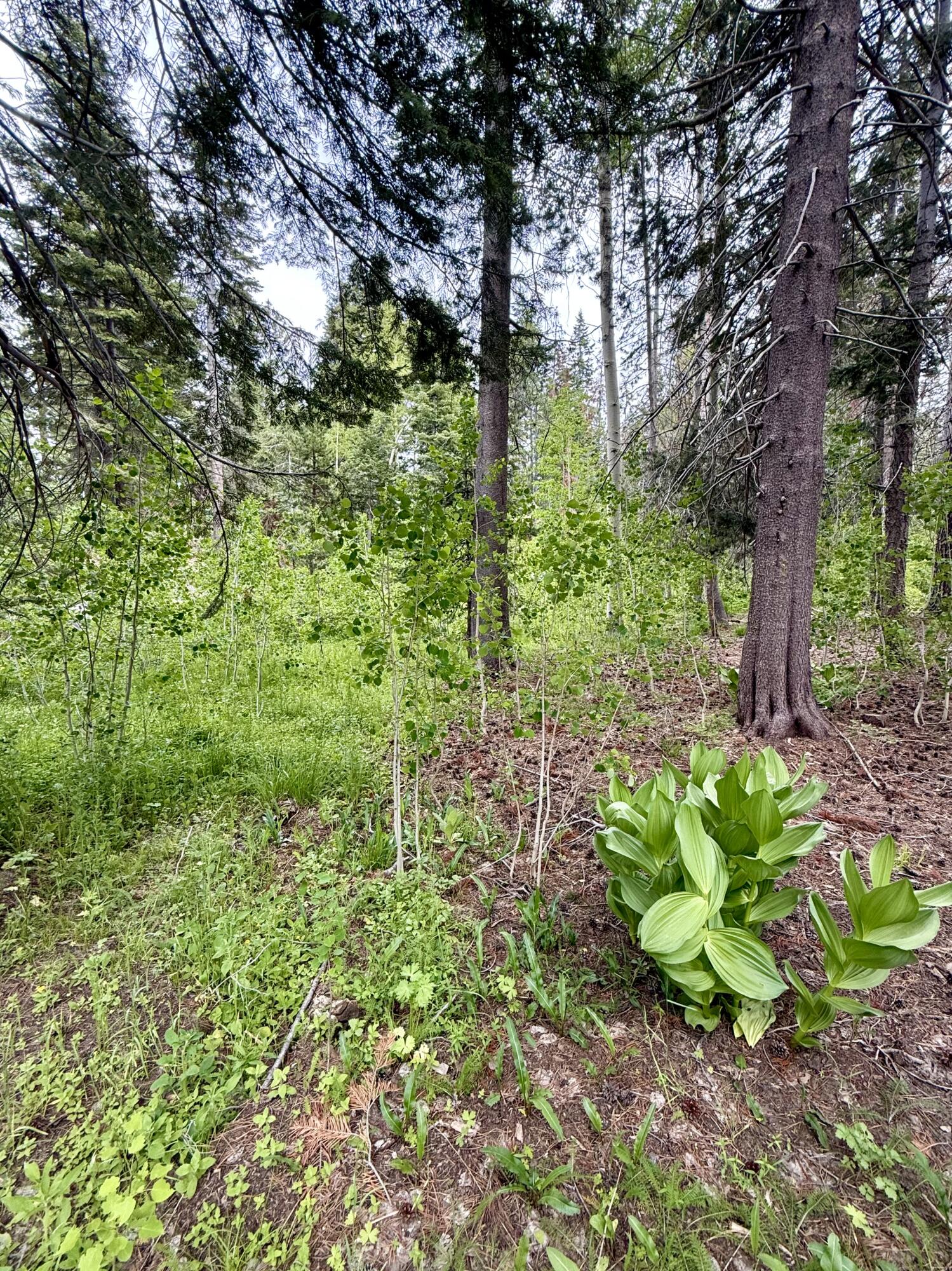 0 Ponderosa Drive, Springville, CA 93265